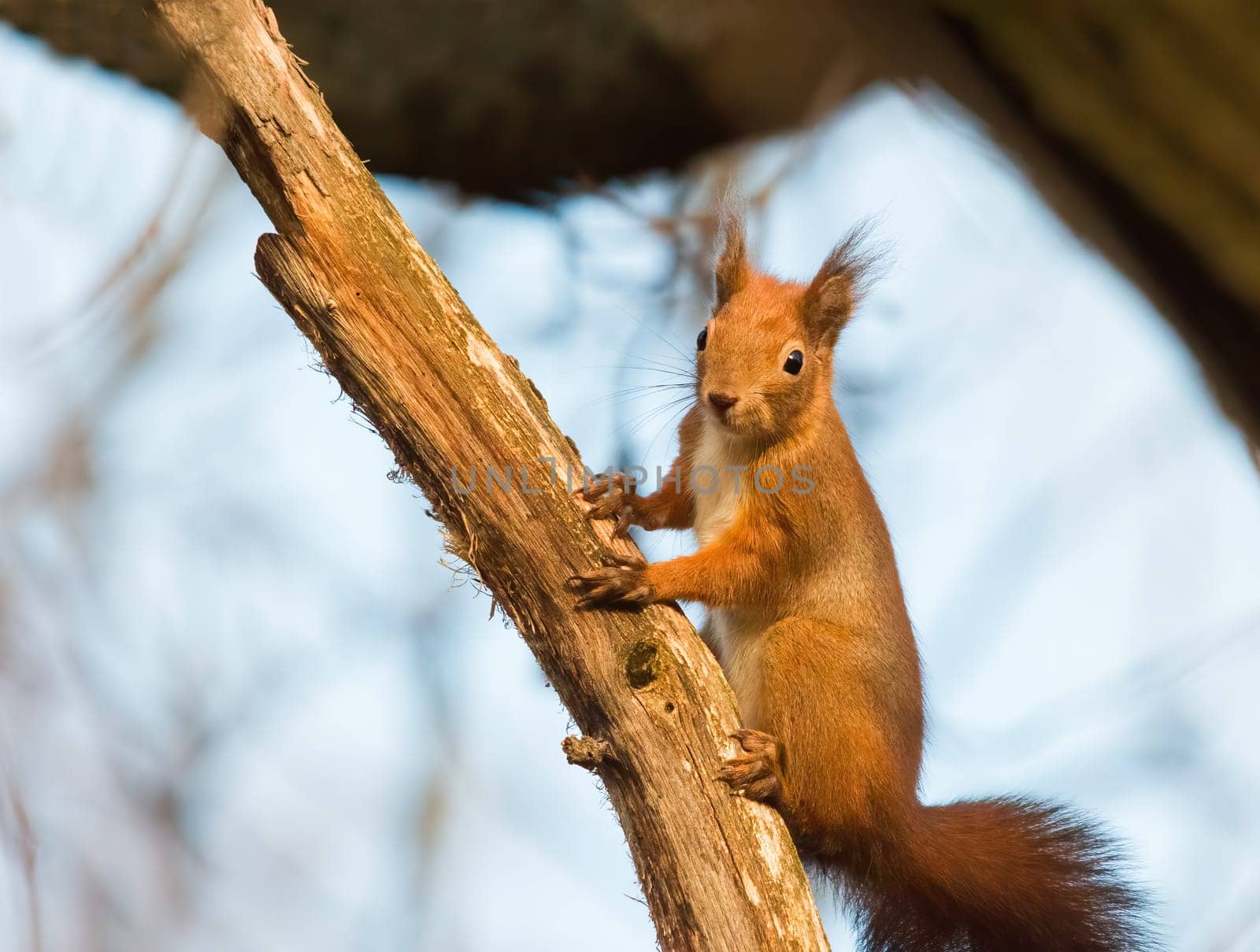 Squirrel on a branch in the woods.