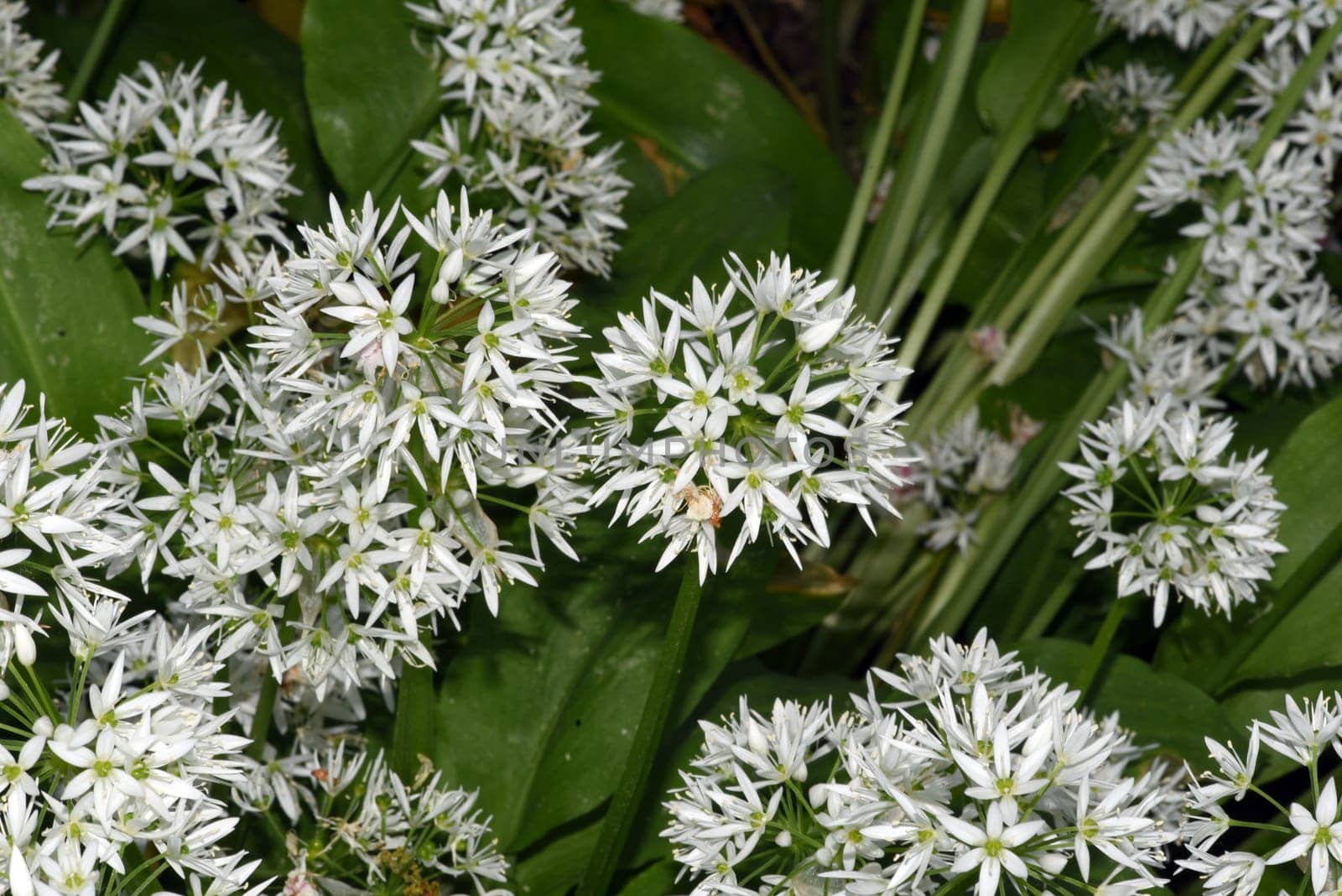 Baerlauch is an important wild herb and medicinal plant that has a garlic scent with white flowers. It has several poisonous double-gaggers,such as Maigloeckchen,Herbstzeitlose,Arum stick. Baerlauch is an important herb and medicinal plant that has a garlic scent with white flowers. It has several poisonous doppelgangers,(double runner) such as lily of the valley,autumn crocus and arum.