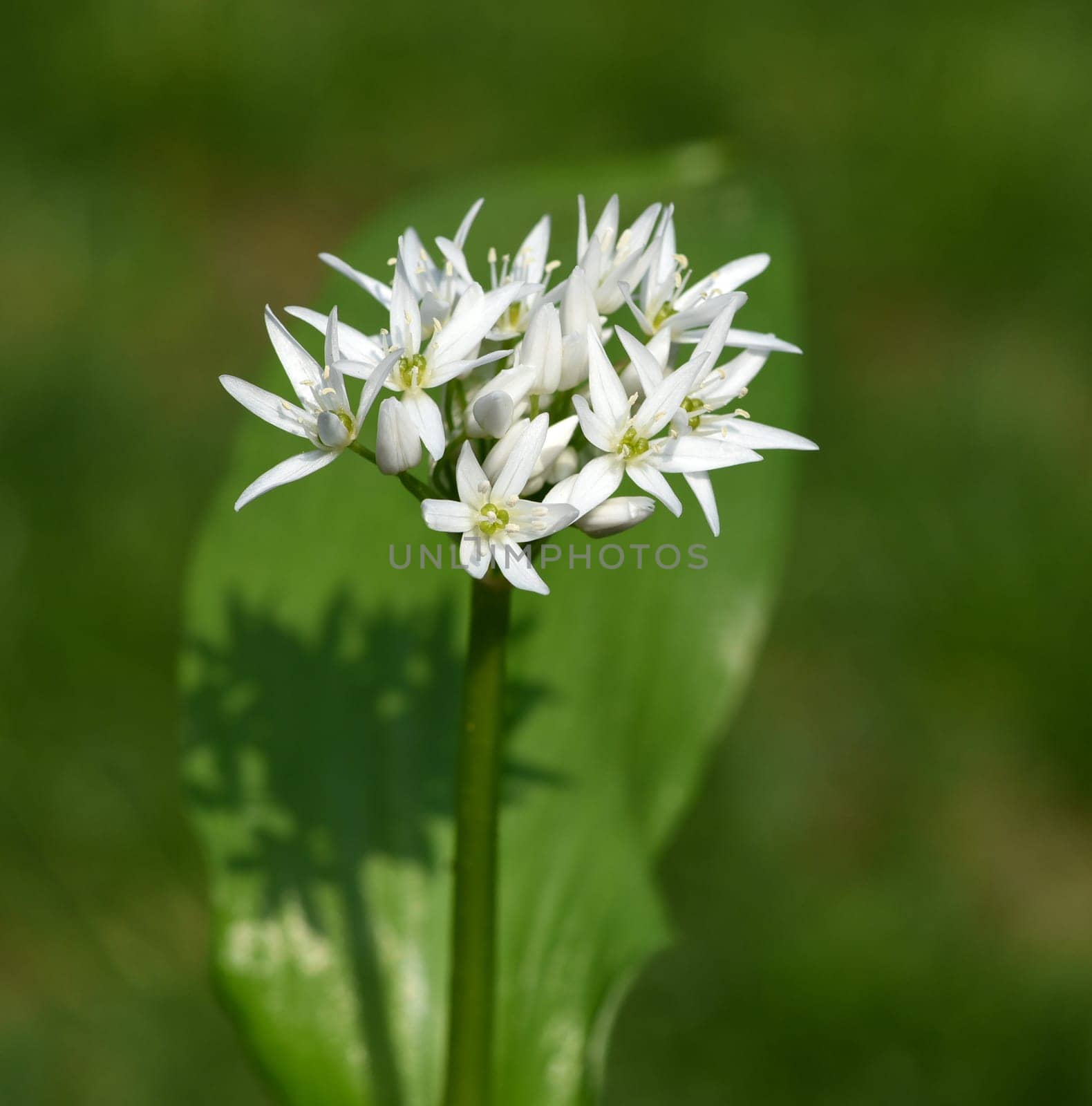 Baerlauch is an important wild herb and medicinal plant that has a garlic scent with white flowers. It has several poisonous double-gaggers,such as Maigloeckchen,Herbstzeitlose,Arum stick. Baerlauch is an important herb and medicinal plant that has a garlic scent with white flowers. It has several poisonous doppelgangers,(double runner) such as lily of the valley,autumn crocus and arum.