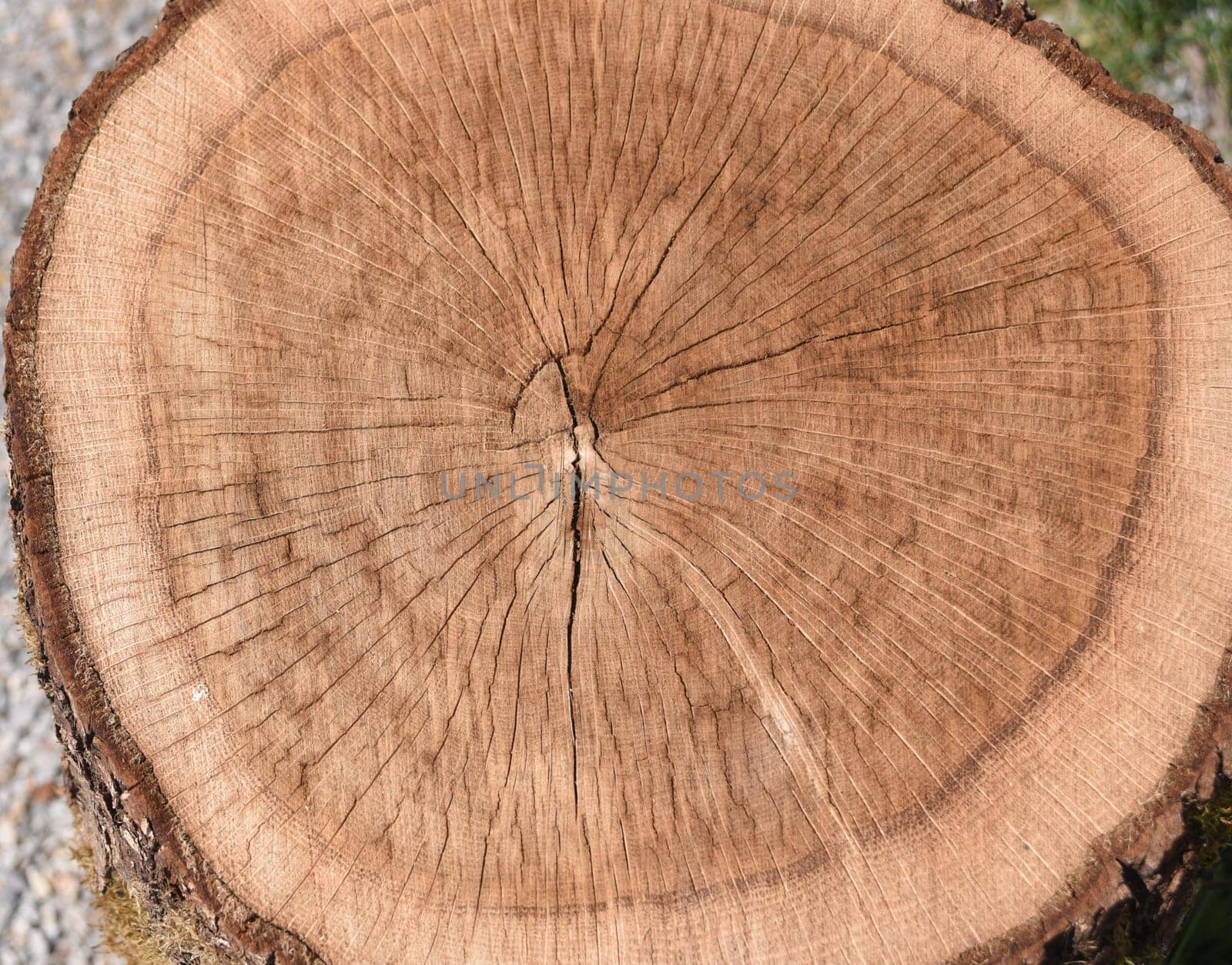 Annual rings are the growth rings of a tree in cross-section. Annual rings are the growth rings of a tree in cross section.
