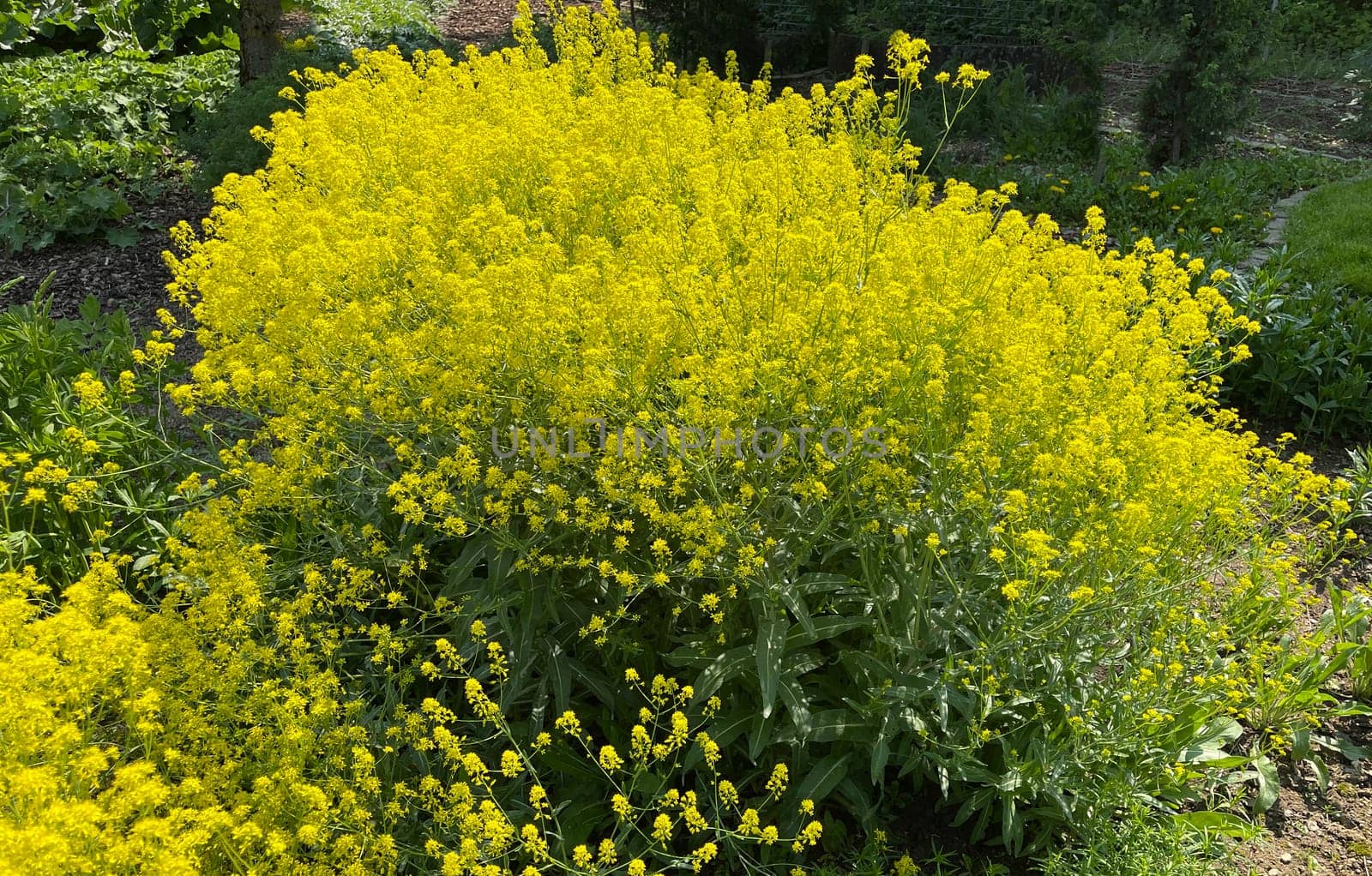 Faerberwaid,Isatis tinctoria is a faerber plant and is used in medicine as a medicine. Dyer woad,Isatis tinctoria is a dye plant and is used in medicine as a medicinal product