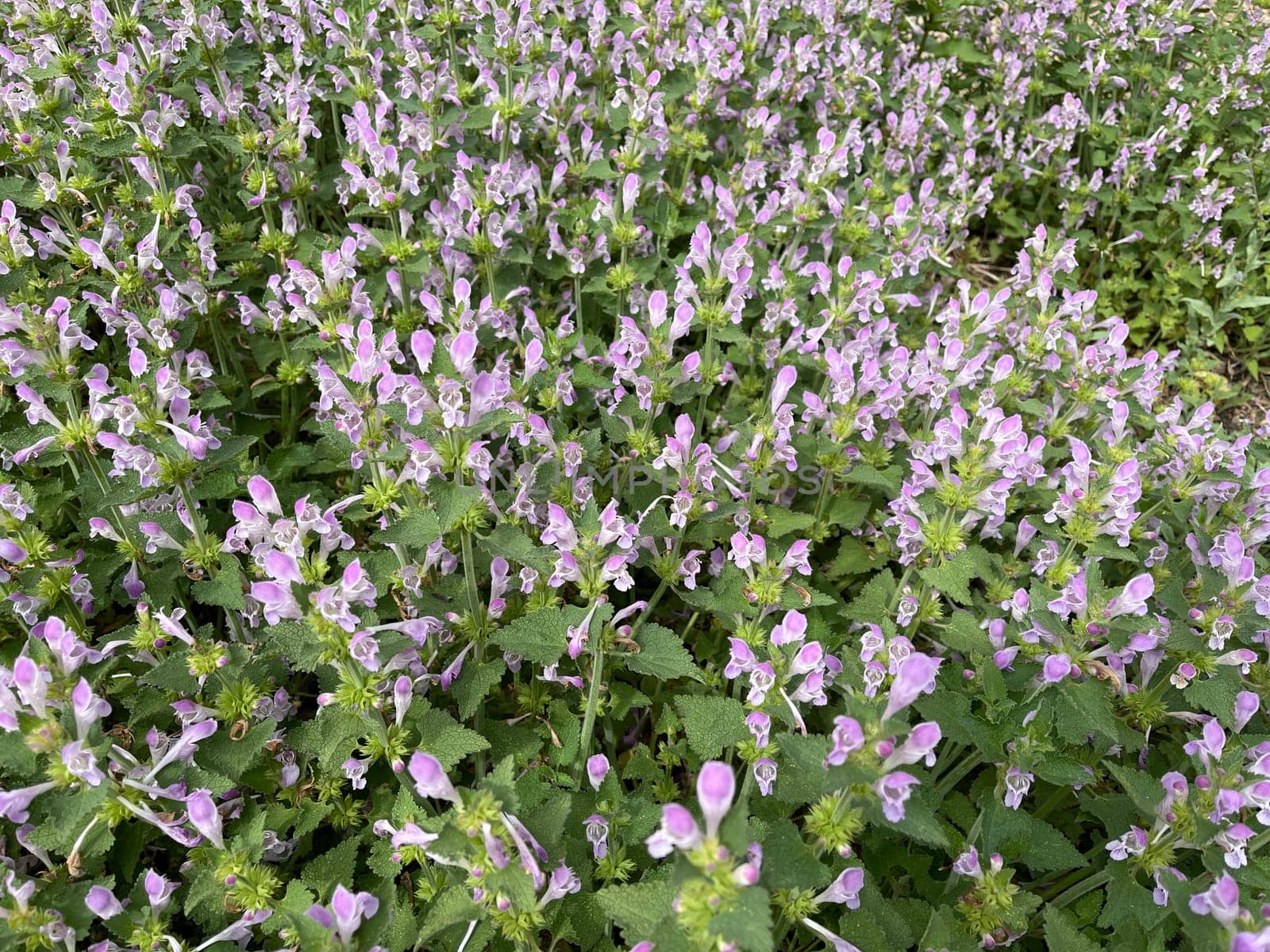 Gargano nettle,Lamium garganicum is a medicinal plant with purple flowers and is used in medicine as a medicine. Gargano dead nettle,Lamium garganicum is a medicinal plant with purple flowers and is used in medicine as a medicine.