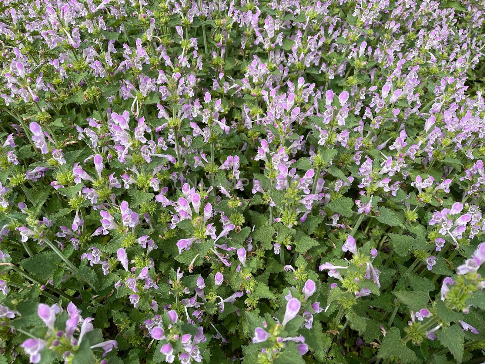 Gargano nettle,Lamium garganicum is a medicinal plant with purple flowers and is used in medicine as a medicine. Gargano dead nettle,Lamium garganicum is a medicinal plant with purple flowers and is used in medicine as a medicine.