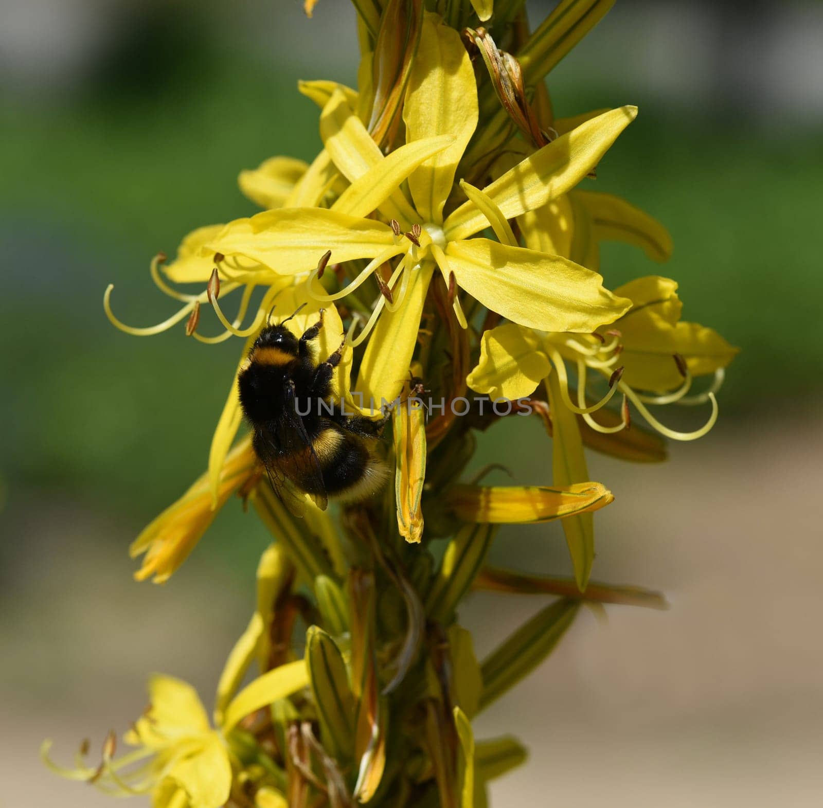 The Yellow Affodill is a species of flowering plant in the genus Junkerlilies. The yellow asphodel,formerly also called goldroot,is a species of plant from the genus of the junker lilies.