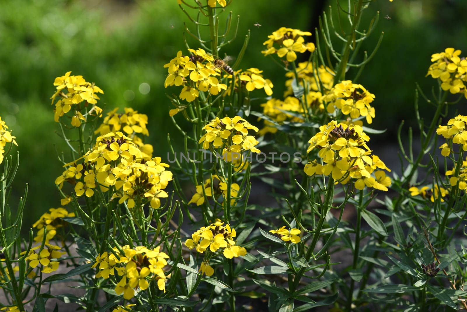 Gold lacquer,Cheiranthus,Cheiri is a medicinal plant with yellow flowers and is used in medicine as a medicine. Gold lacquer,Cheiranthus,Cheiri is a medicinal plant with yellow flowers and is used in medicine as a medicine.