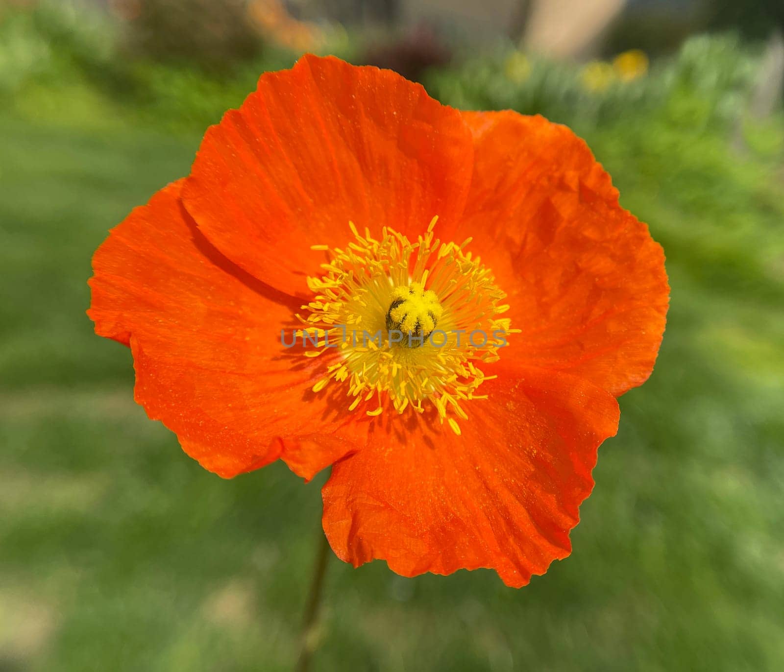 Icelandic poppy,Papaver nudicaule is a flower with beautiful colorful flowers. Icelandic poppy,Papaver nudicaule is a flower with beautiful variegated flowers.