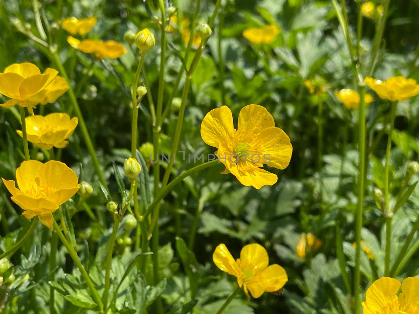 Buttercup Ranunculus acris,is a medicinal plant and a poisonous plant. It occurs wild in meadows and has beautiful yellow flowers. Ranunculus acris is a medicinal plant and a poisonous plant. It occurs wild on meadows and has beautiful yellow flowers.
