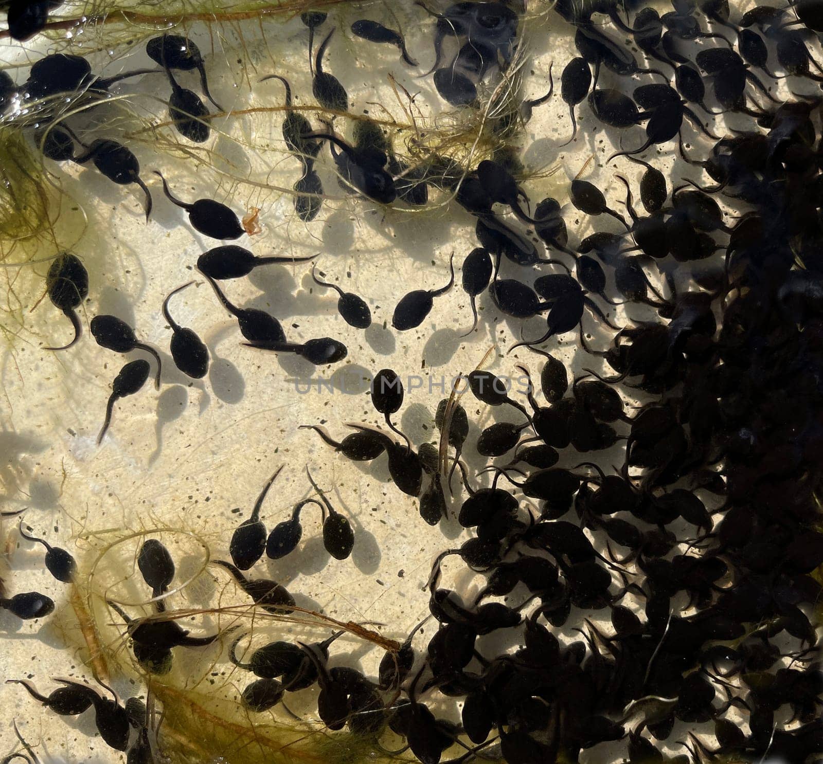 Tadpoles are post-embryonic stages of development – the larvae – of the frog. Tadpoles are postembryonic developmental stages - the larvae - of the anuran.