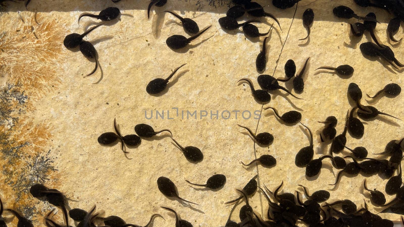 Tadpoles are post-embryonic stages of development – the larvae – of the frog. Tadpoles are postembryonic developmental stages - the larvae - of the anuran.