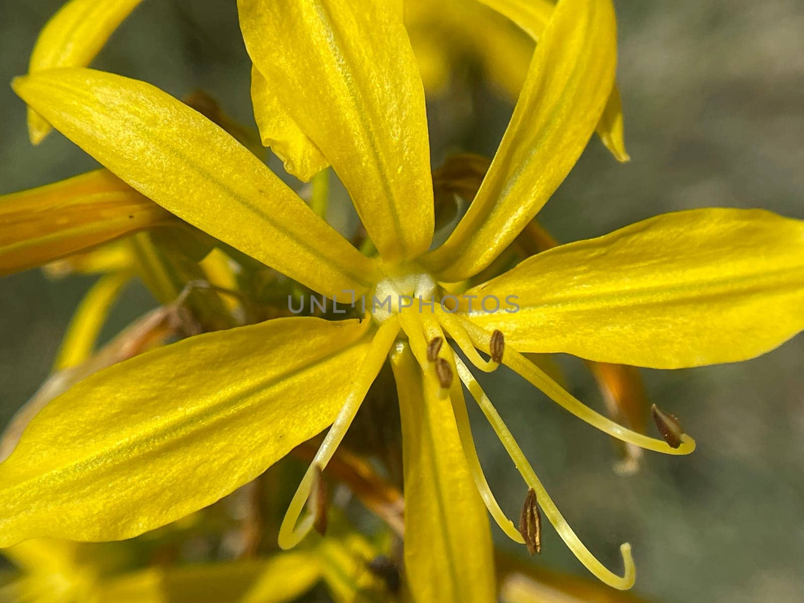 The Yellow Affodill is a species of flowering plant in the genus Junkerlilies. The yellow asphodel,formerly also called goldroot,is a species of plant from the genus of the junker lilies.