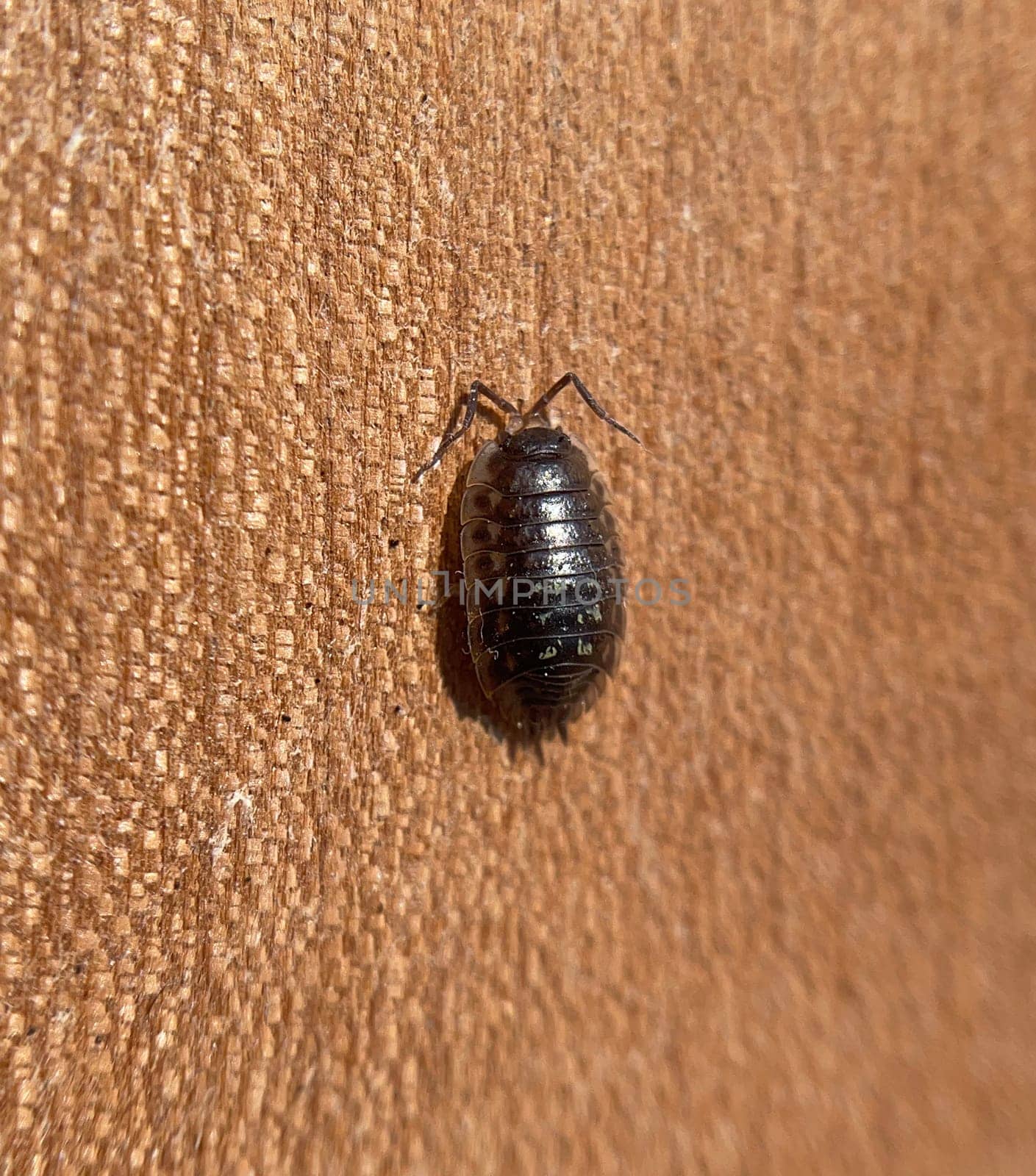 Porcellio scaber is a quite useful species of nettle,as the animals process dead plant material into humus. Woodlice,Porcellio scaber,is a very useful species of woodlice,as the animals process dead plant material into humus.