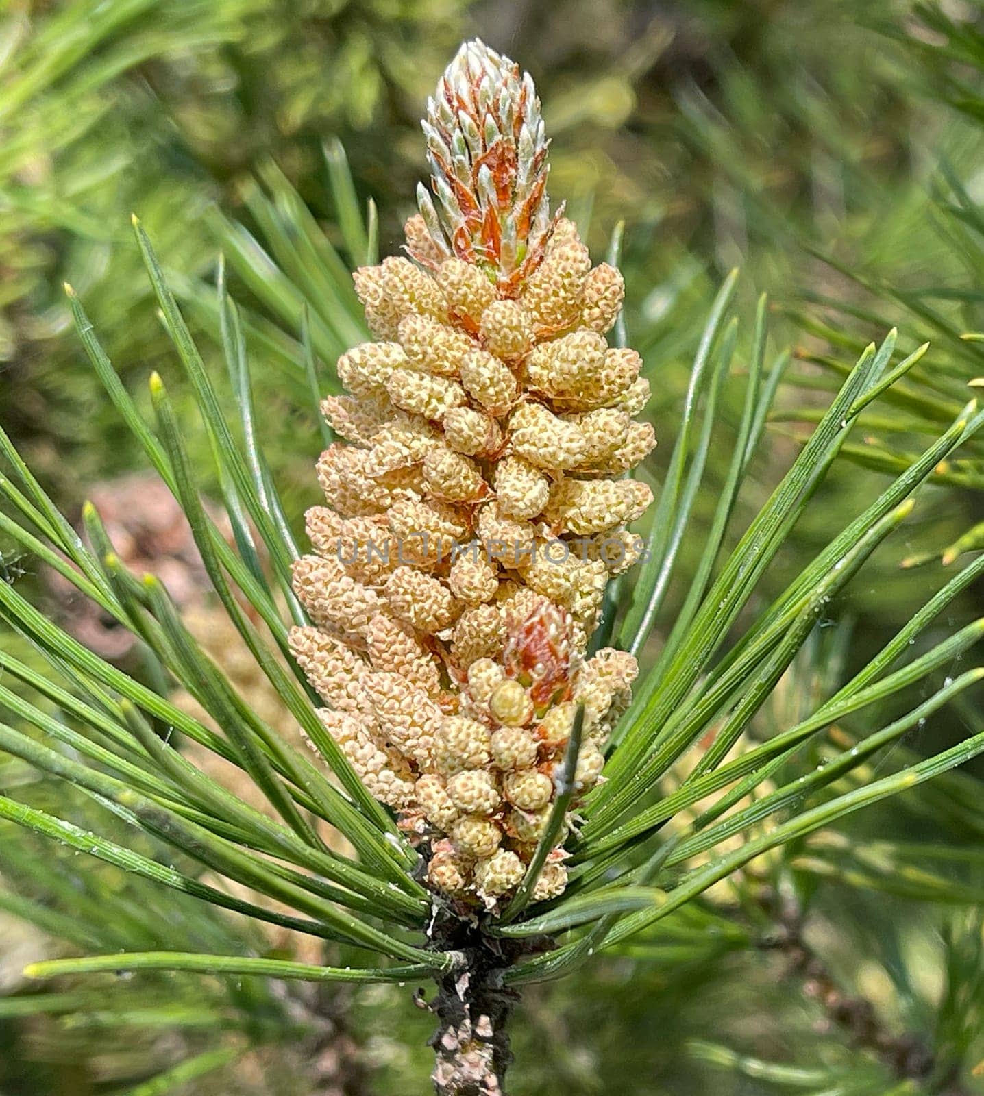 Pine,Pinus sylvestris is a conifer and is used in medicine as a medicine. Pine,Pinus sylvestris is a coniferous tree and is used in medicine as a medicinal product.