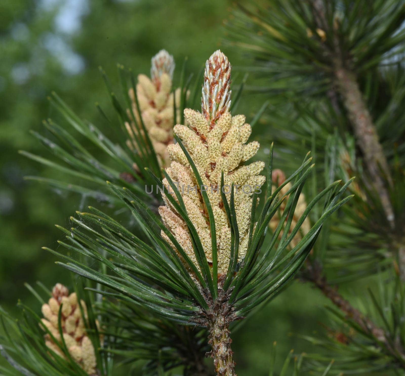 Pine,Pinus sylvestris is a conifer and is used in medicine as a medicine. Pine,Pinus sylvestris is a coniferous tree and is used in medicine as a medicinal product.