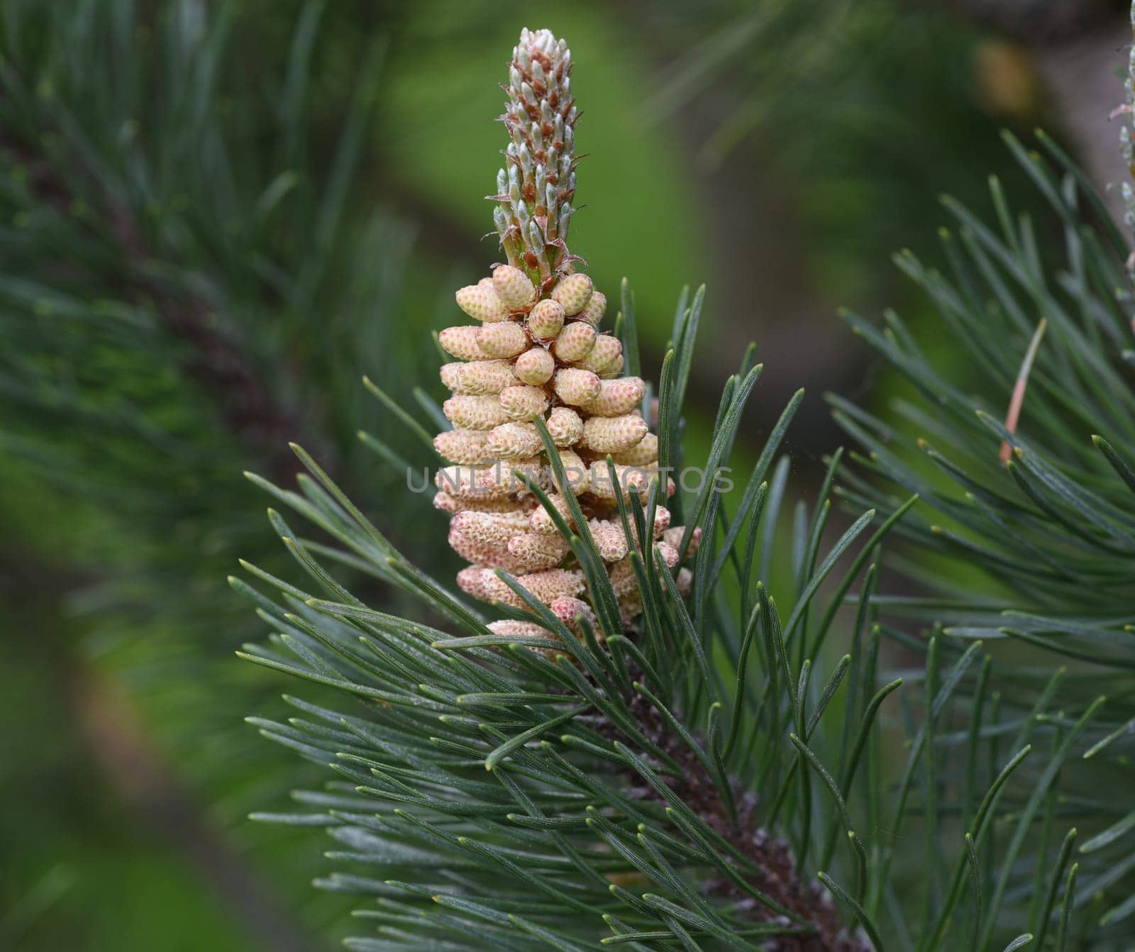 Pine,Pinus sylvestris is a conifer and is used in medicine as a medicine. Pine,Pinus sylvestris is a coniferous tree and is used in medicine as a medicinal product.