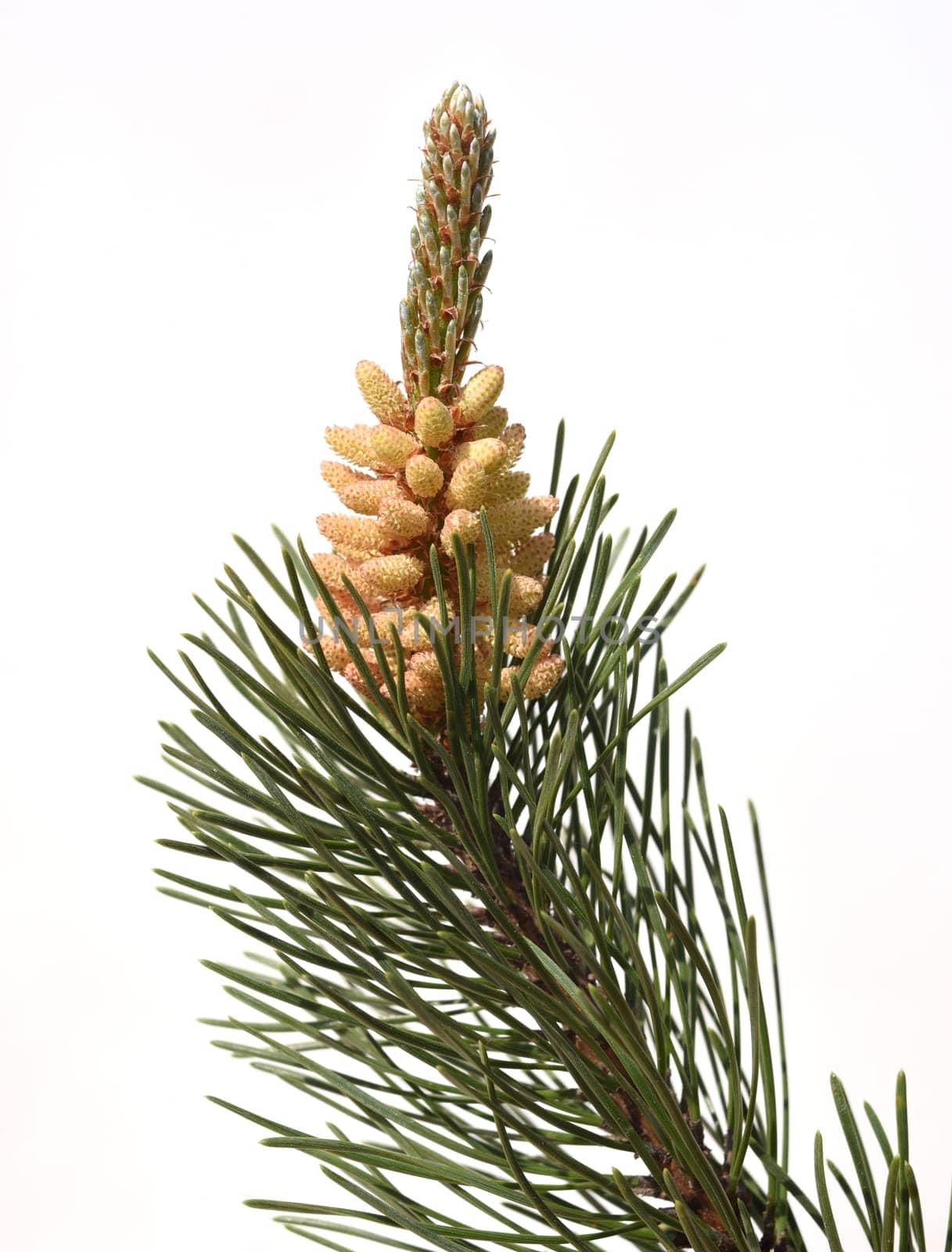Pine,Pinus sylvestris is a conifer and is used in medicine as a medicine. Pine,Pinus sylvestris is a coniferous tree and is used in medicine as a medicinal product.