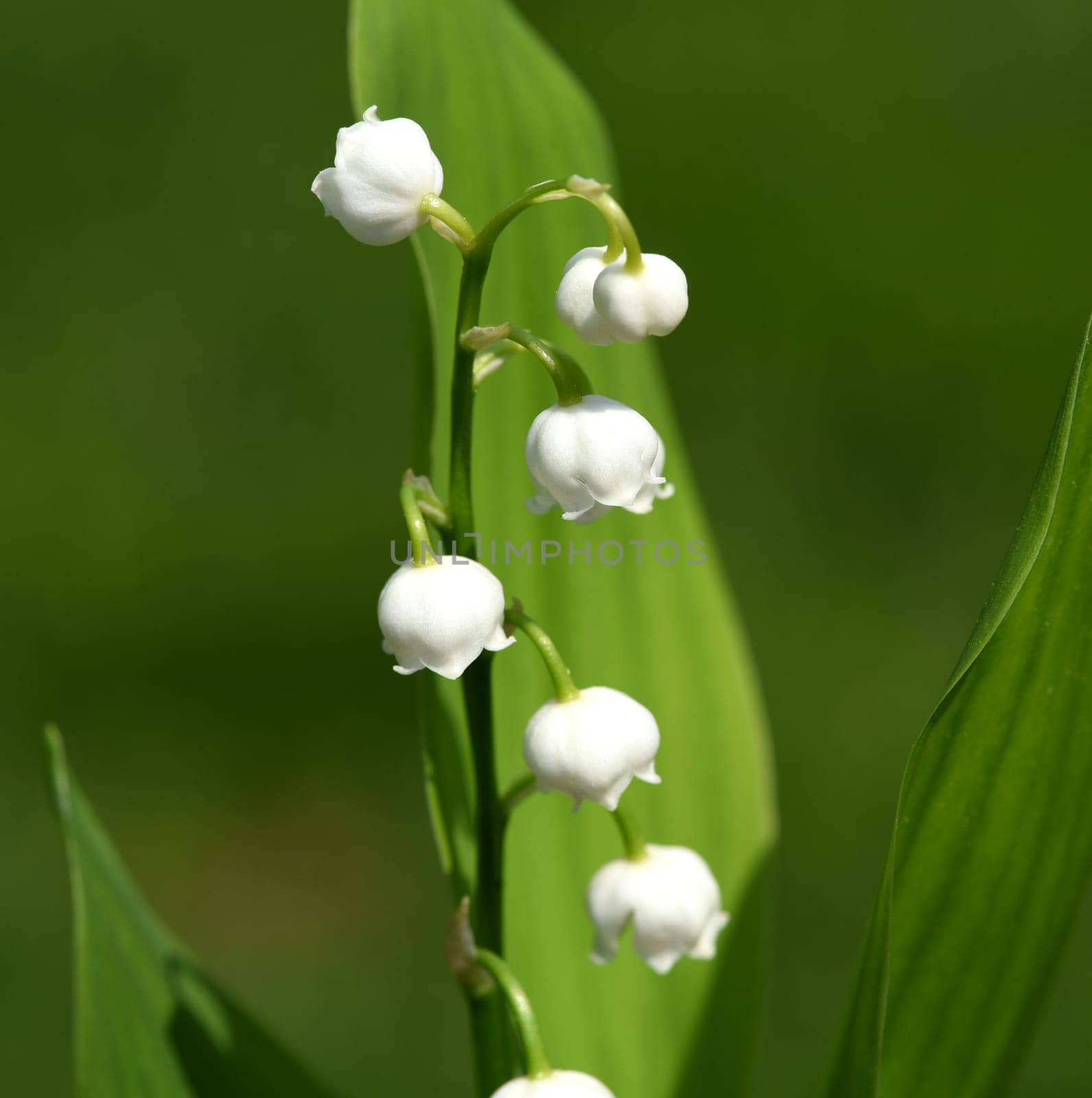 Convallaria majalis has white,blueten. It is a fragrant and poisonous plant and an important medicinal plant,Lily-of-the-valley,Convallaria majalis has white flowers. It is a scented and poisonous plant and an important medicinal plant