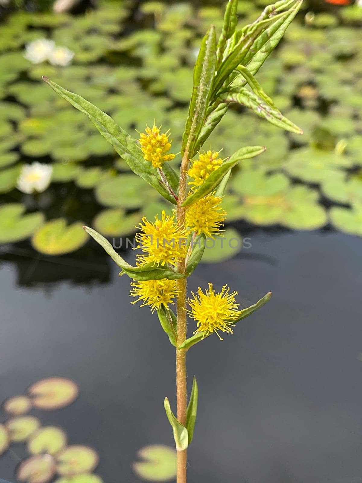 Strauss tiger,Gilbweiderich Lysimachia thyrsiflora is an aquatic plant with beautiful yellow flowers. Ostrich loosestrife Lysimachia thyrsiflora is an aquatic plant with beautiful yellow flowers.