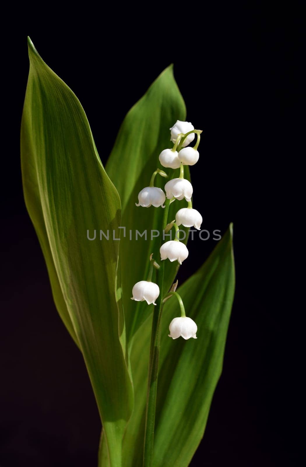 Convallaria majalis has white,blueten. It is a fragrant and poisonous plant and an important medicinal plant,Lily-of-the-valley,Convallaria majalis has white flowers. It is a scented and poisonous plant and an important medicinal plant
