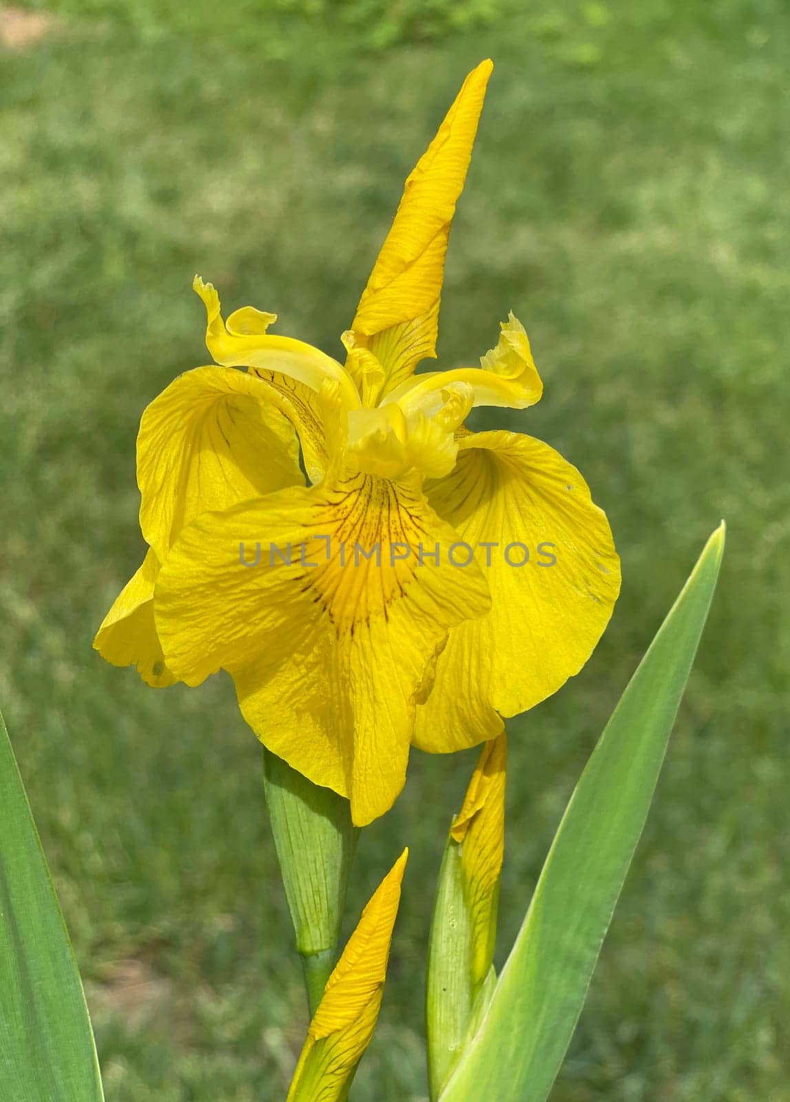 Iris pseudacorus is a water and medicinal pföanze with yellow flowers. Marsh iris,Iris pseudacorus,is an aquatic and medicinal plant with yellow flowers.