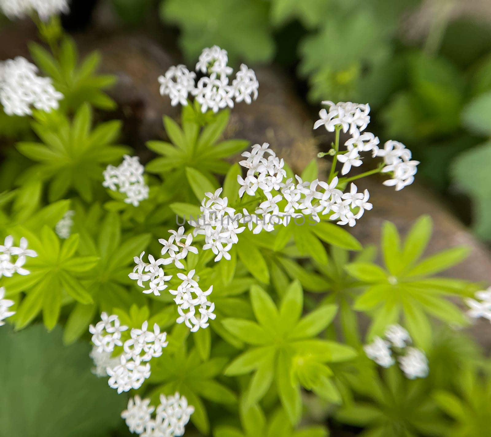 Woodruff,Galium odoratum is a spice and medicinal plant that grows in the forest. Woodruff,Galium odoratum is a spice and medicinal plant that grows in the forest