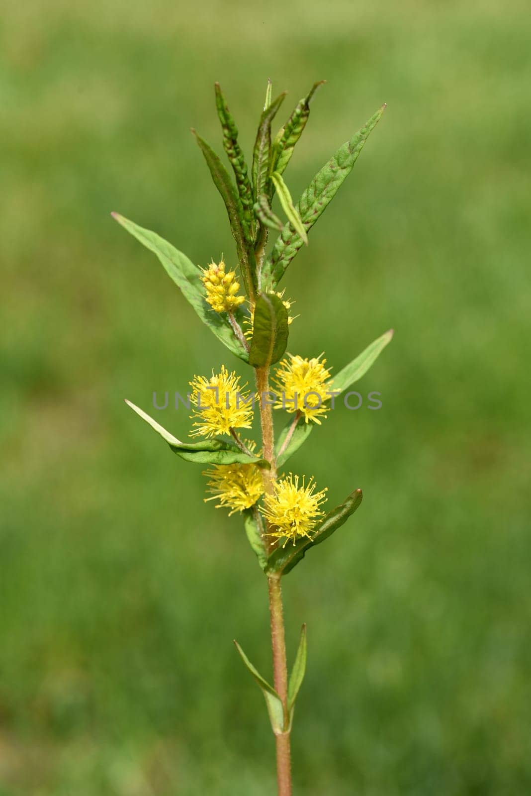 Strauss tiger,Gilbweiderich Lysimachia thyrsiflora is an aquatic plant with beautiful yellow flowers. Ostrich loosestrife Lysimachia thyrsiflora is an aquatic plant with beautiful yellow flowers.