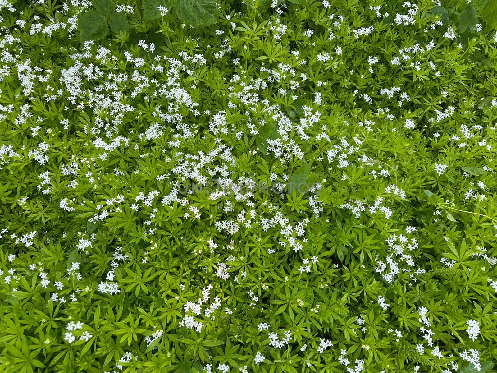 Woodruff,Galium odoratum is a spice and medicinal plant that grows in the forest. Woodruff,Galium odoratum is a spice and medicinal plant that grows in the forest