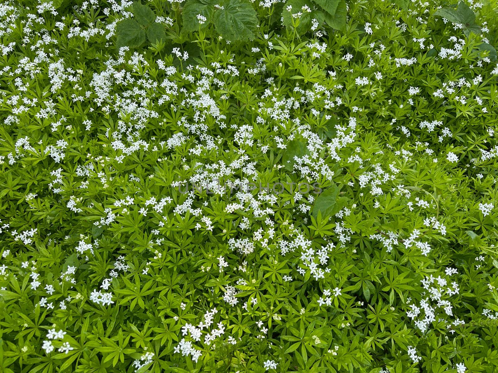 Woodruff,Galium odoratum is a spice and medicinal plant that grows in the forest. Woodruff,Galium odoratum is a spice and medicinal plant that grows in the forest