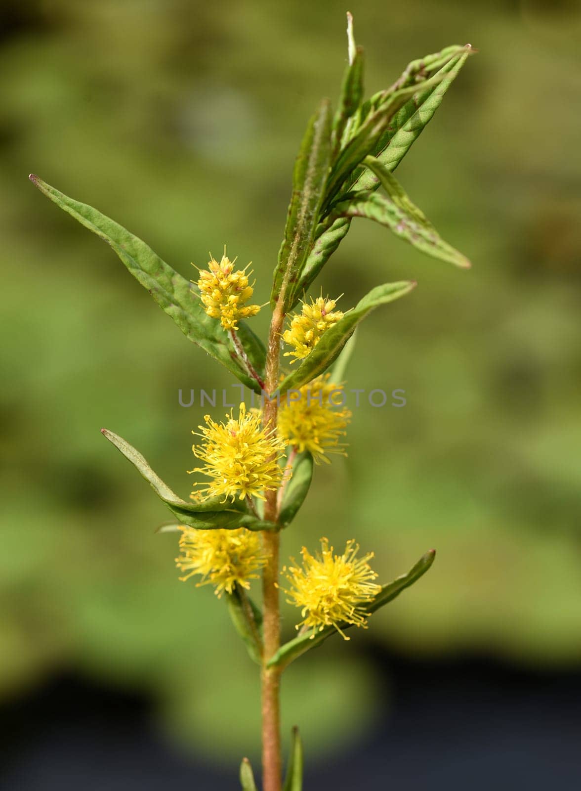 Strauss tiger,Gilbweiderich Lysimachia thyrsiflora is an aquatic plant with beautiful yellow flowers. Ostrich loosestrife Lysimachia thyrsiflora is an aquatic plant with beautiful yellow flowers.