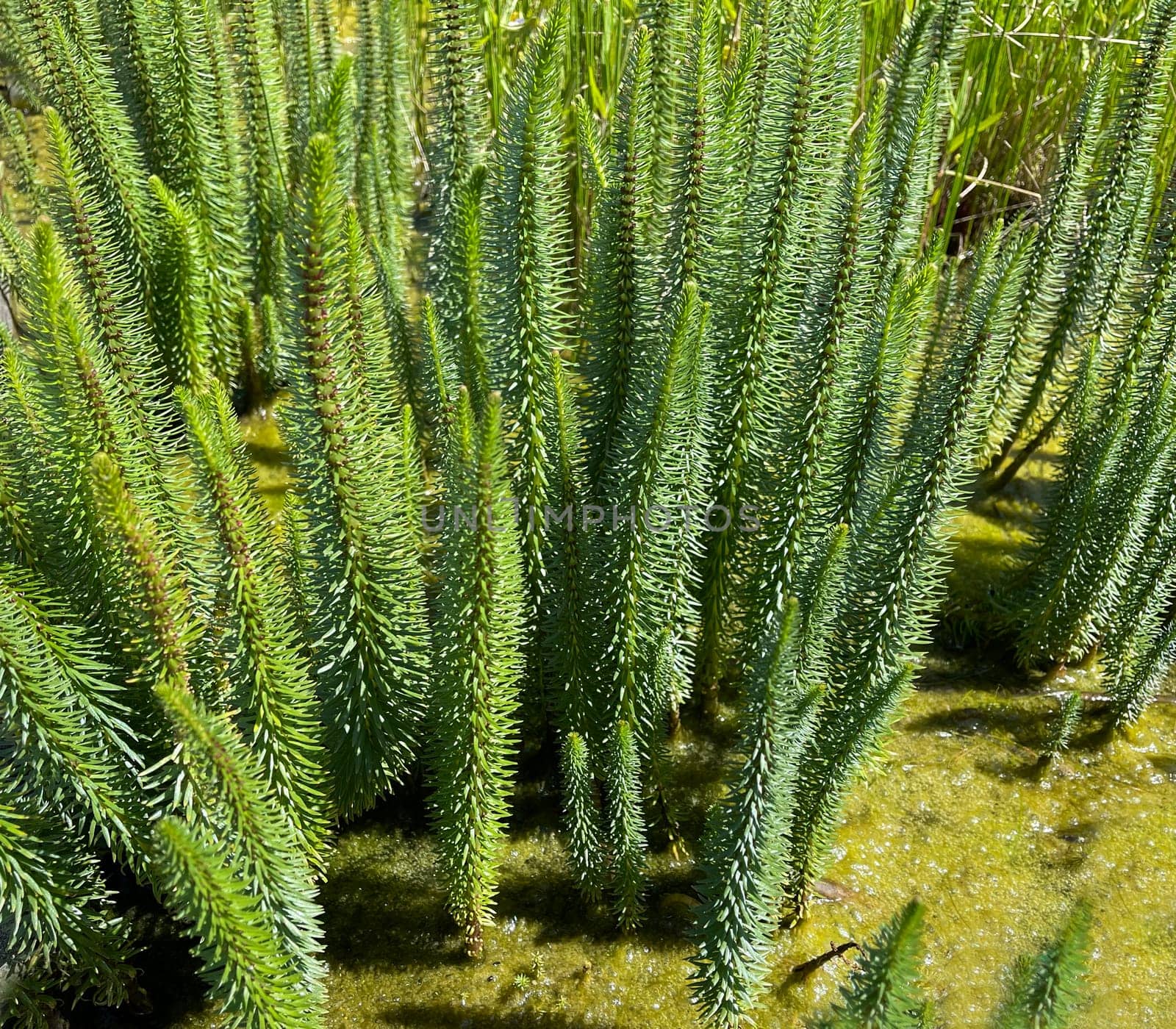 Hippuris vulgaris,Blueten is an aquatic plant. fir fronds,Hippuris vulgaris,Blossom is an aquatic plant