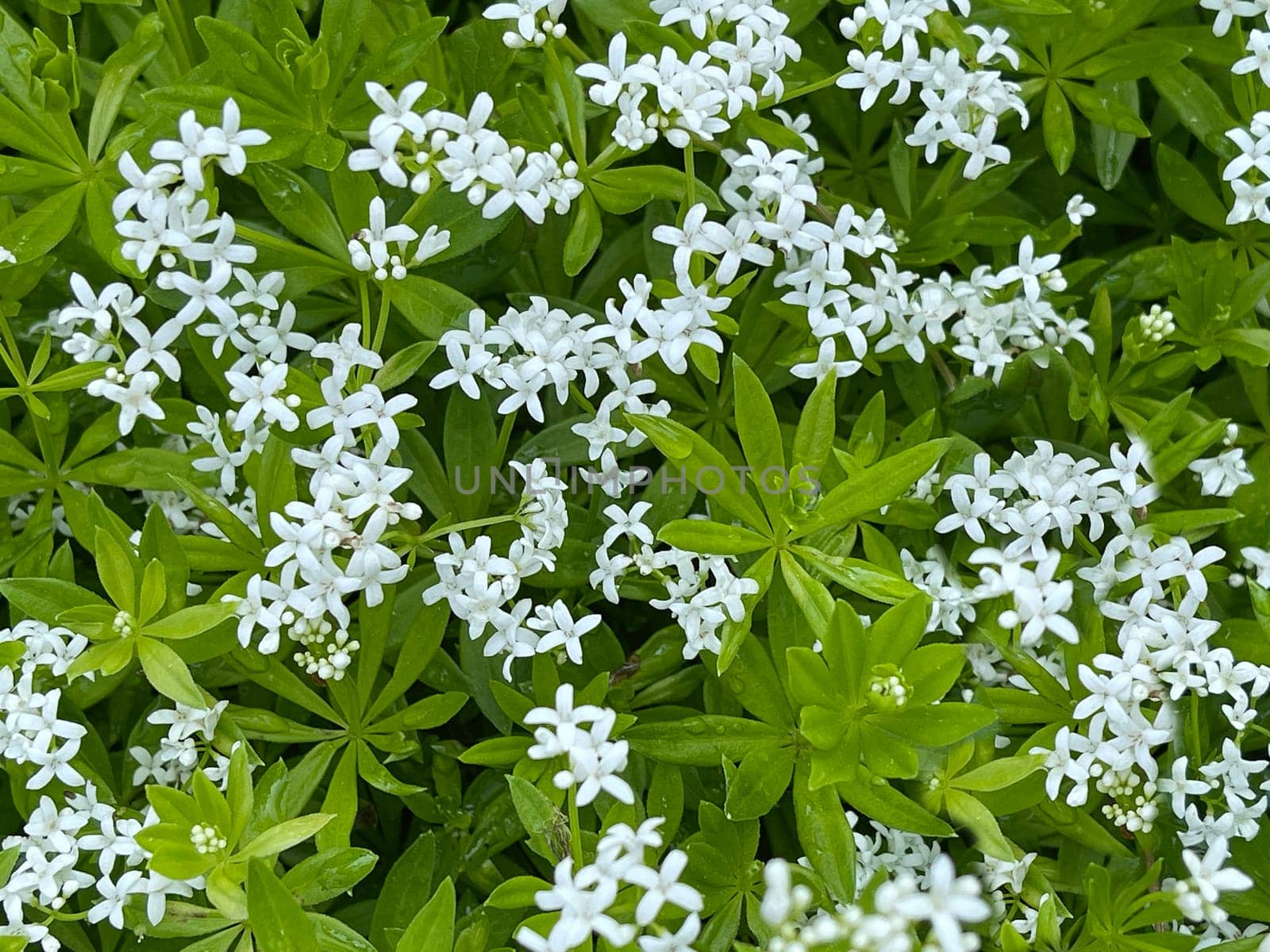 Woodruff,Galium odoratum is a spice and medicinal plant that grows in the forest. Woodruff,Galium odoratum is a spice and medicinal plant that grows in the forest