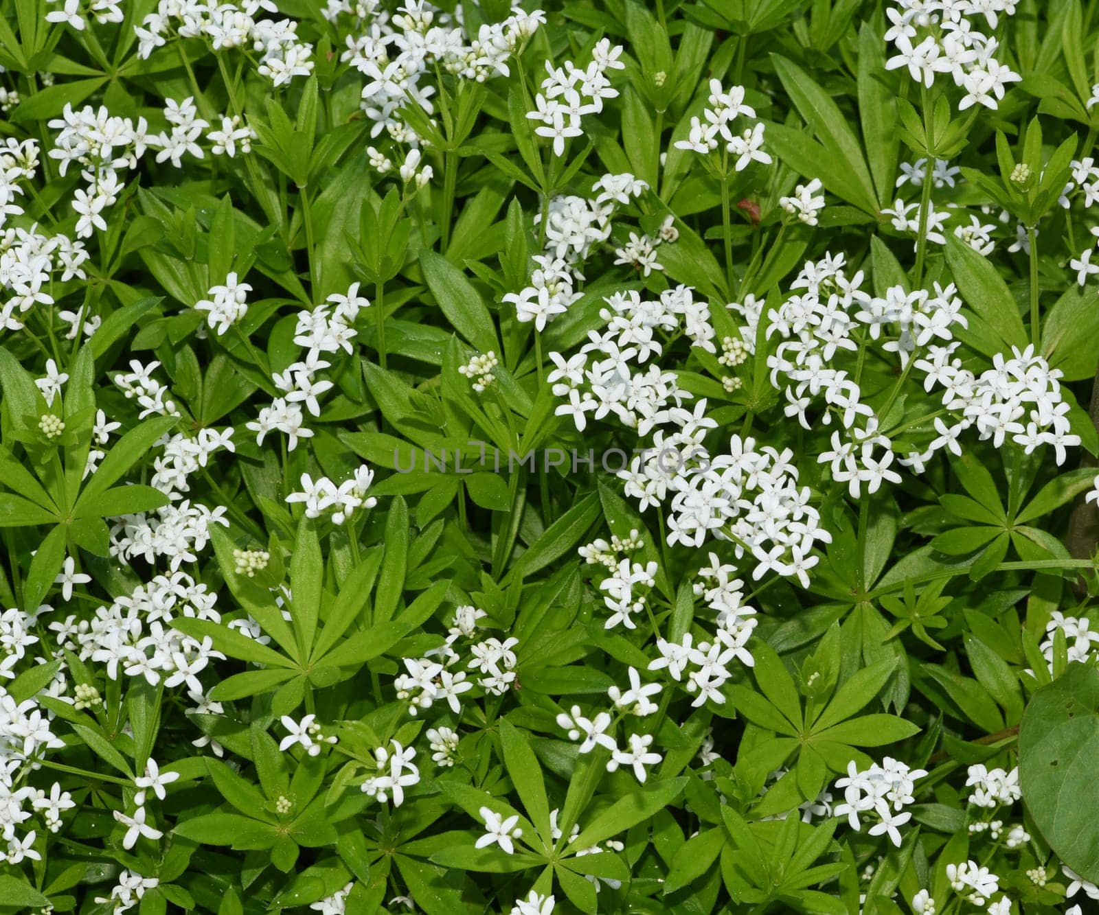 Woodruff,Galium odoratum is a spice and medicinal plant that grows in the forest. Woodruff,Galium odoratum is a spice and medicinal plant that grows in the forest