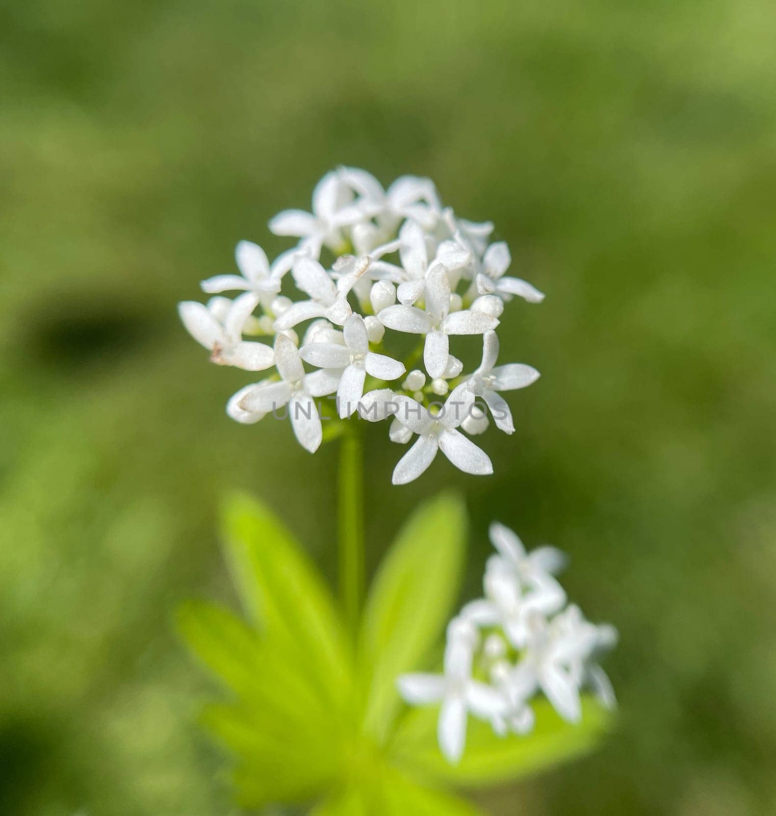 Woodruff,Galium odoratum is a spice and medicinal plant that grows in the forest. Woodruff,Galium odoratum is a spice and medicinal plant that grows in the forest