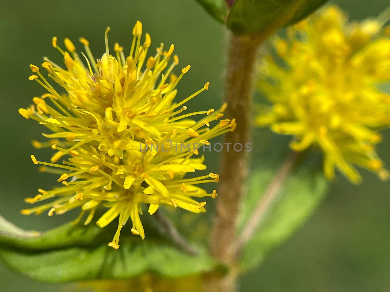 Strauss tiger,Gilbweiderich Lysimachia thyrsiflora is an aquatic plant with beautiful yellow flowers. Ostrich loosestrife Lysimachia thyrsiflora is an aquatic plant with beautiful yellow flowers.