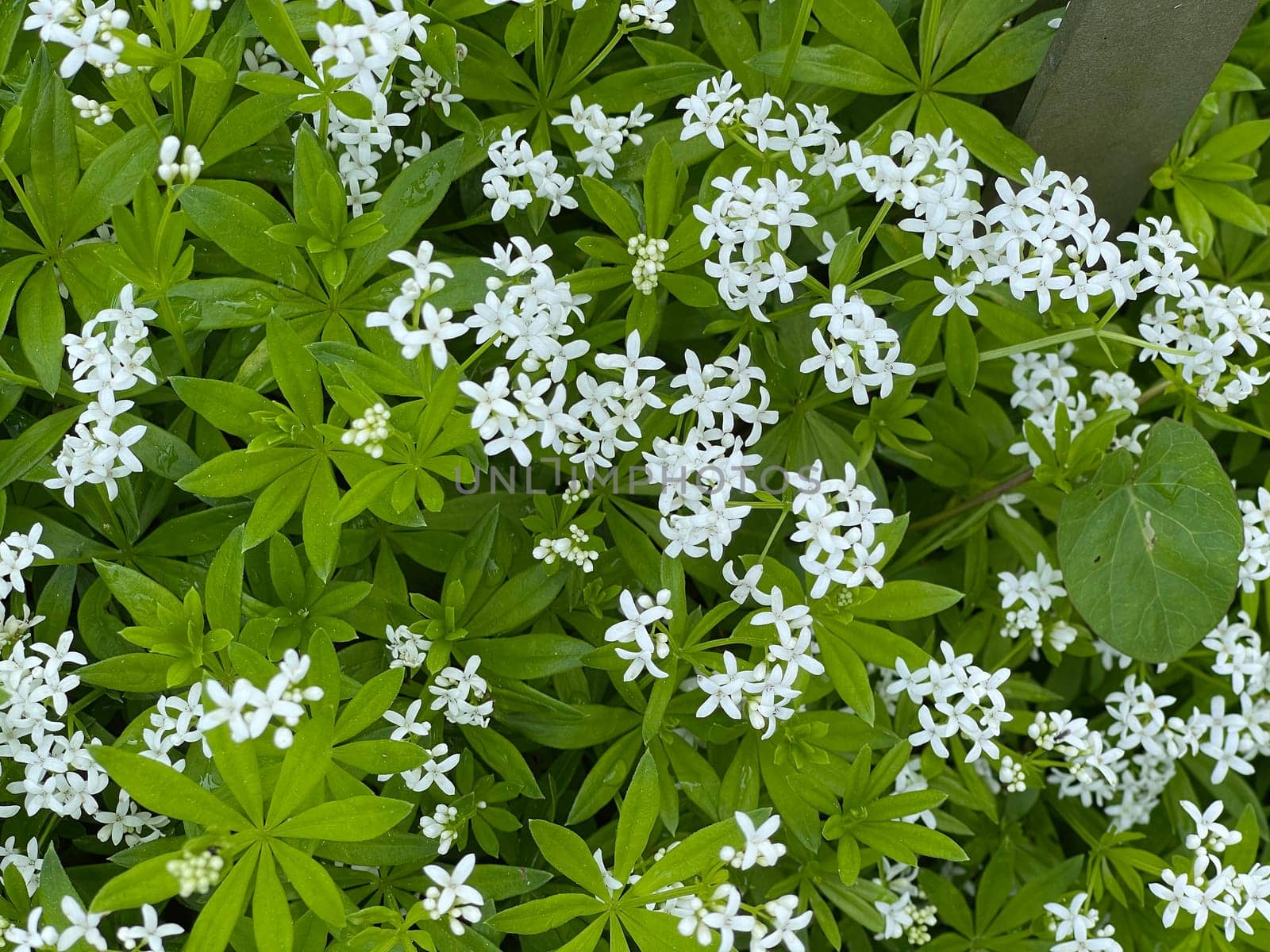 Woodruff,Galium odoratum is a spice and medicinal plant that grows in the forest. Woodruff,Galium odoratum is a spice and medicinal plant that grows in the forest