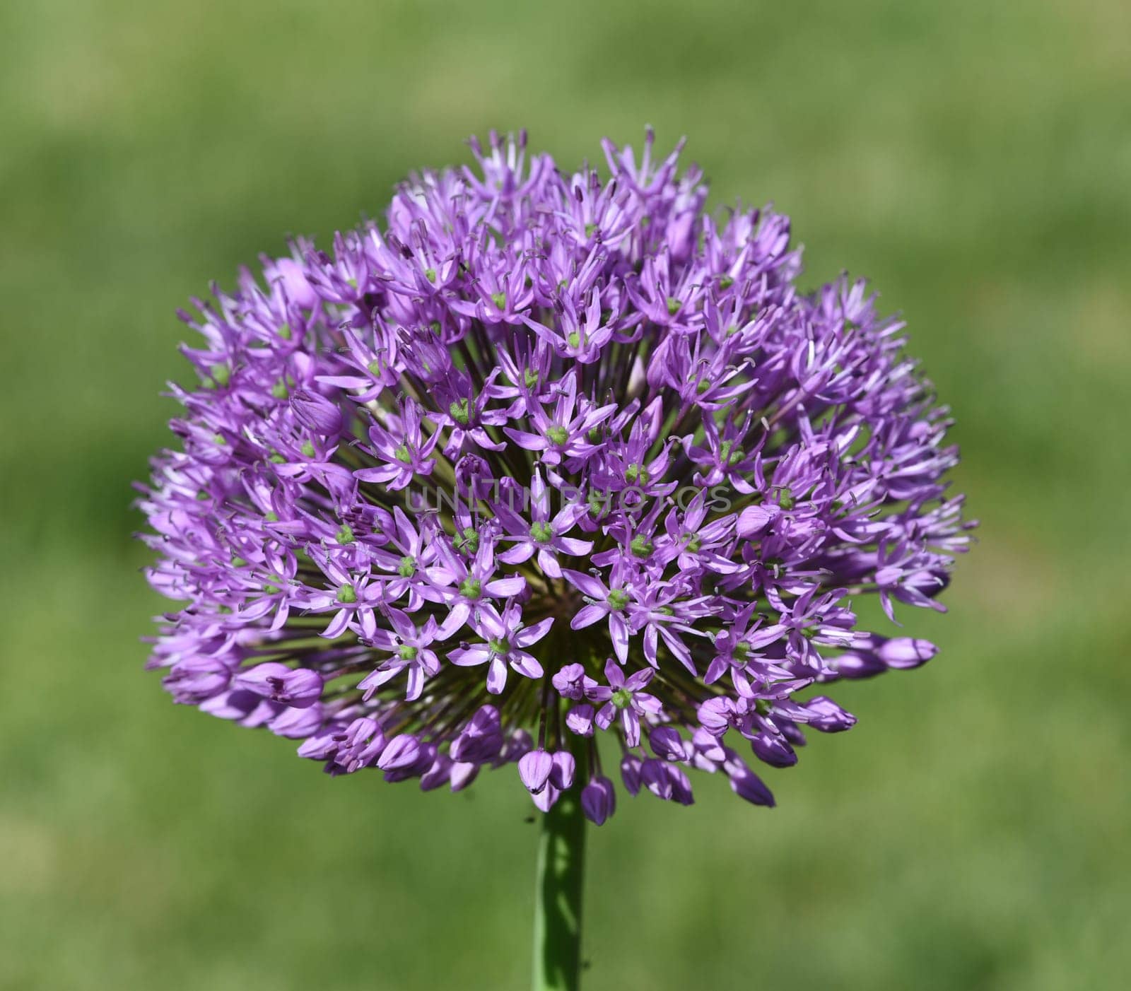 Ornamental garlic,giant leek,Allium giganteum is a beautiful ornamental plant in the garden and has purple flowers. Ornamental Lily,Giant Lily,Allium Giganteum is a beautiful ornamental plant in the garden and has purple flowers.