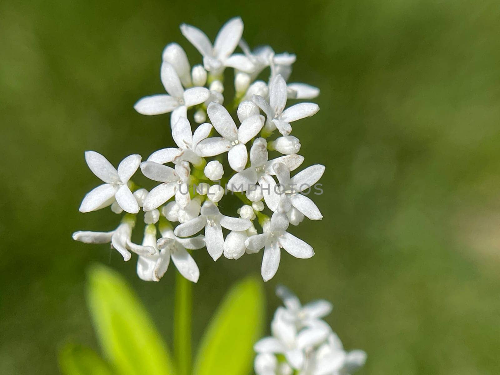 Woodruff,Galium odoratum is a spice and medicinal plant that grows in the forest. Woodruff,Galium odoratum is a spice and medicinal plant that grows in the forest