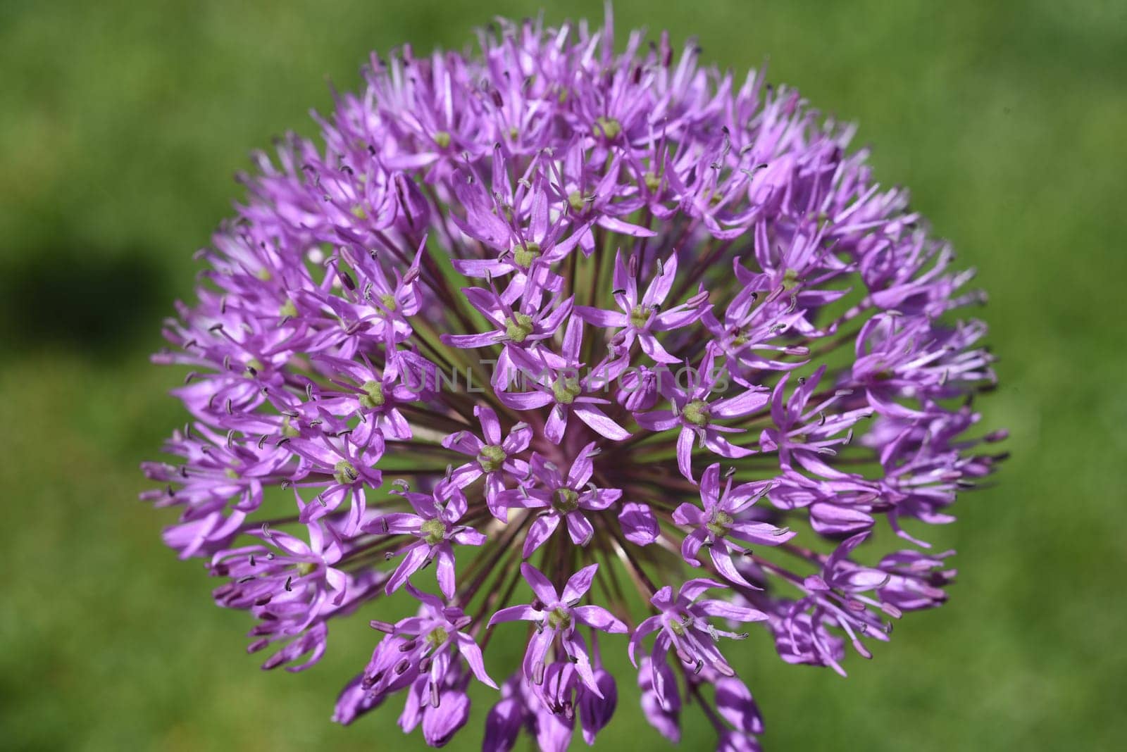 Ornamental garlic,giant leek,Allium giganteum is a beautiful ornamental plant in the garden and has purple flowers. Ornamental Lily,Giant Lily,Allium Giganteum is a beautiful ornamental plant in the garden and has purple flowers.