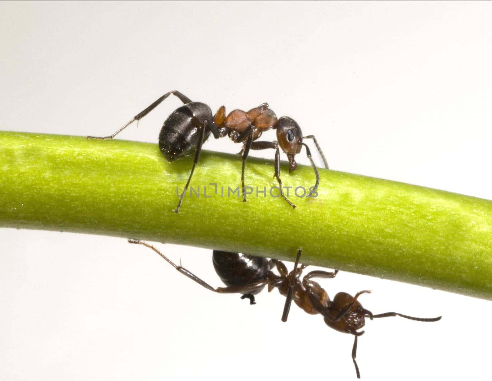 Red forest ant,Formica rufa,is a useful,protected insect that lives in the forest and forms large states. Red wood ant,Formica rufa,is a useful,protected insect that lives in the forest and forms large colonies.