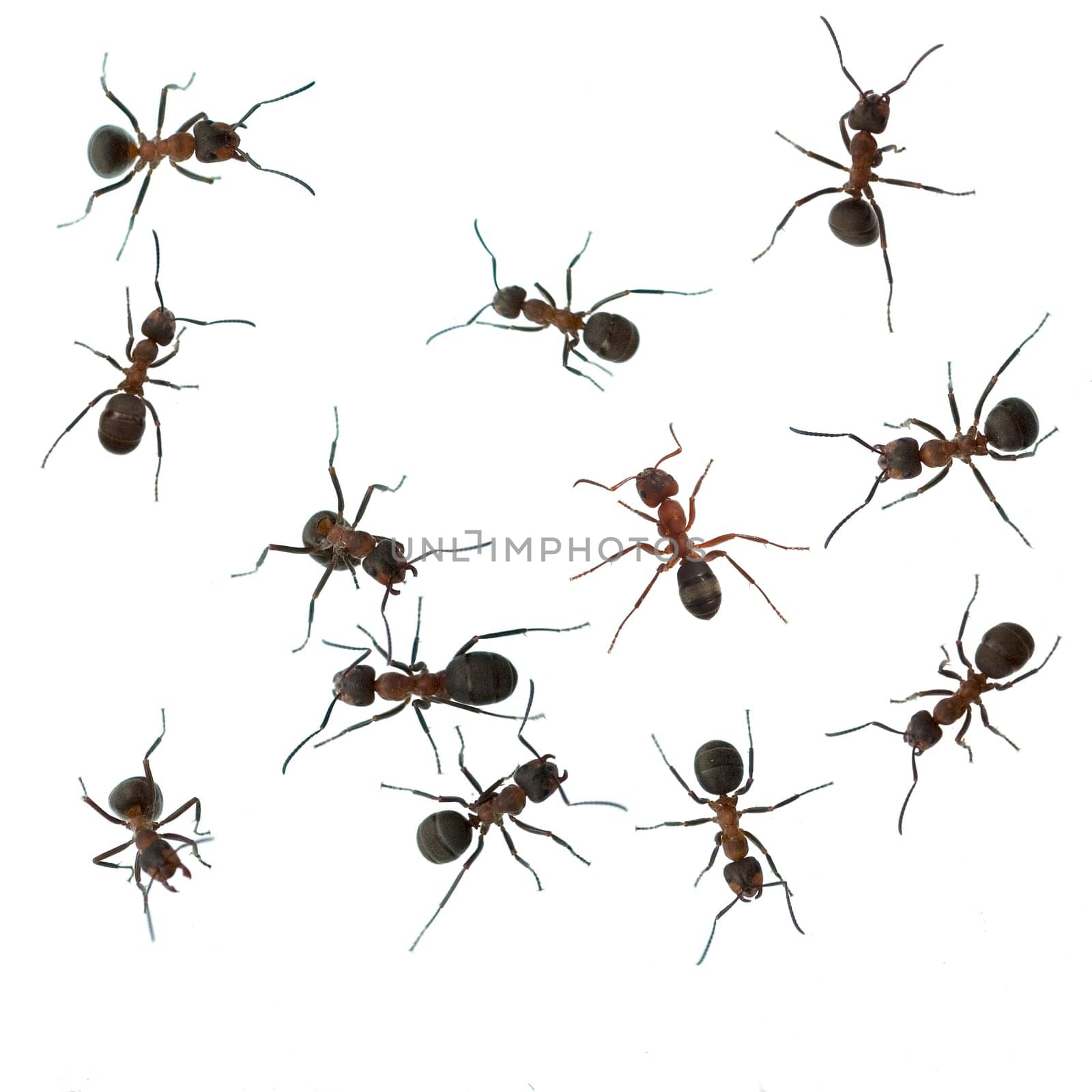 Red forest ant,Formica rufa,is a useful,protected insect that lives in the forest and forms large states. Red wood ant,Formica rufa,is a useful,protected insect that lives in the forest and forms large colonies.