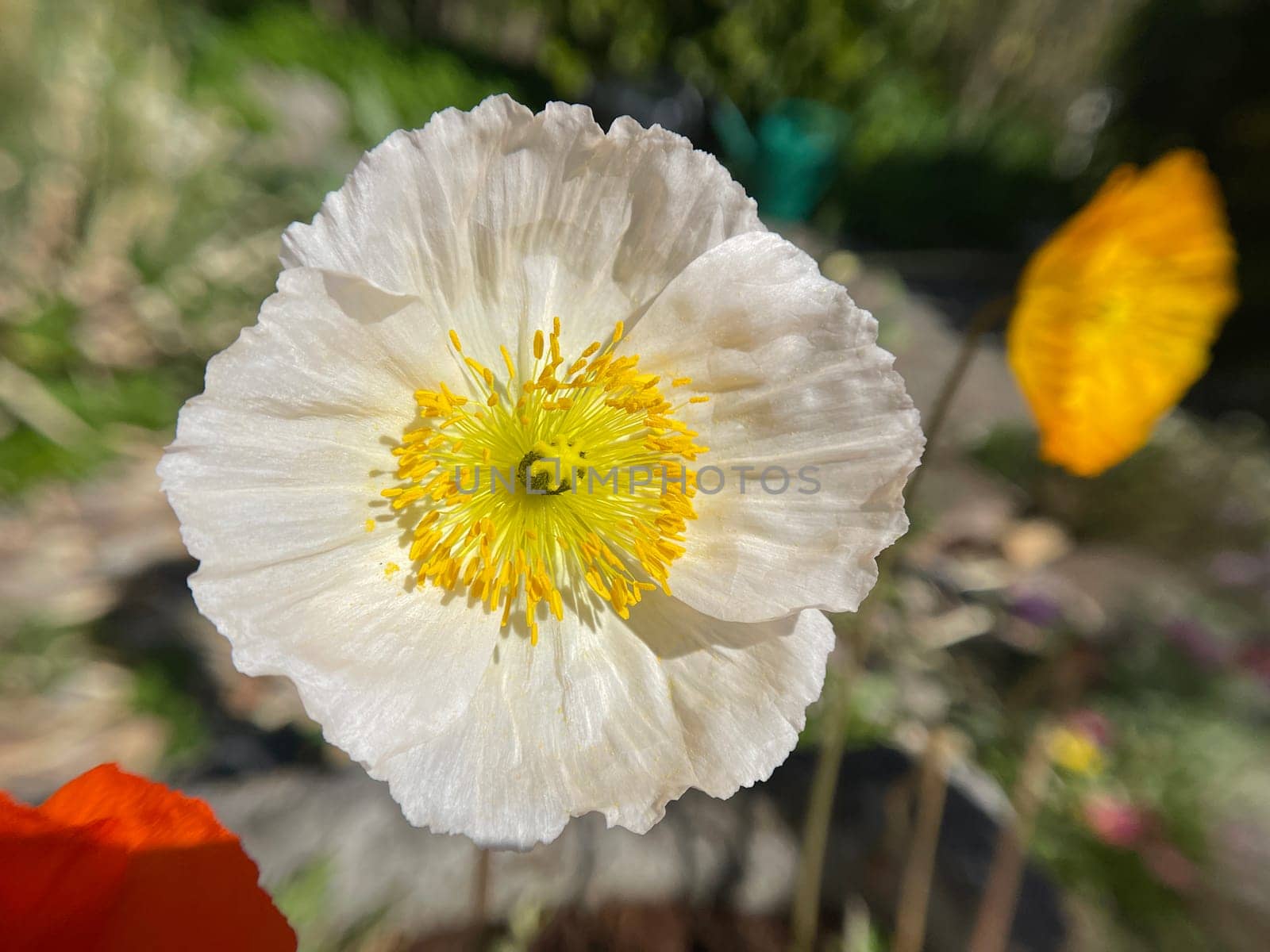 Icelandic poppy,Papaver nudicaule is a flower with beautiful colorful flowers. Icelandic poppy,Papaver nudicaule is a flower with beautiful variegated flowers.