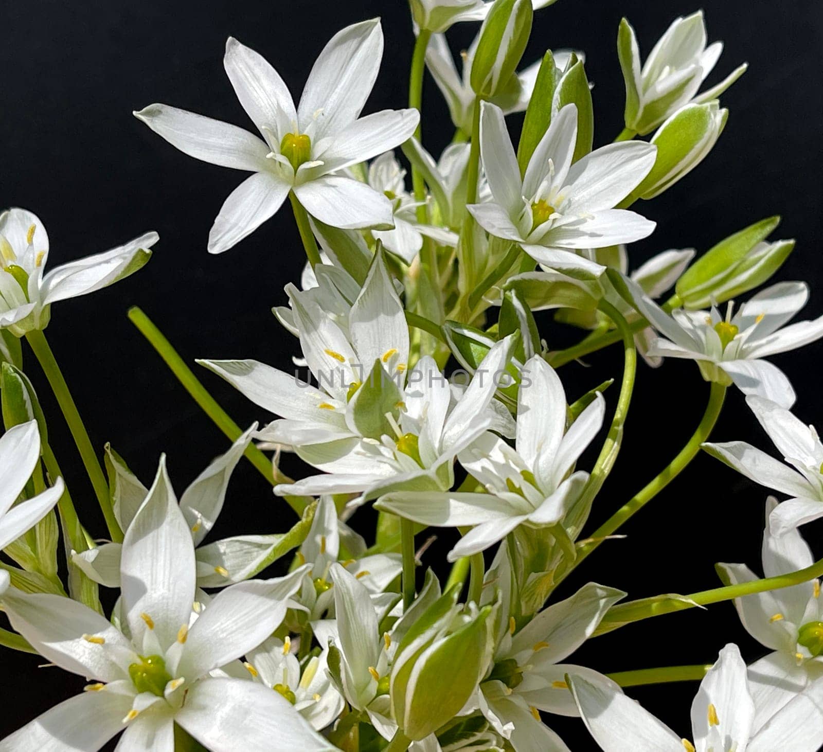 Milky Star,Ornithogalum umbellatum is a beautiful flowering flower and is also called the Star of Bethlehem. Milk Star,Ornithogalum umbellatum is a beautiful blooming flower and is also called the Star of Bethlehem