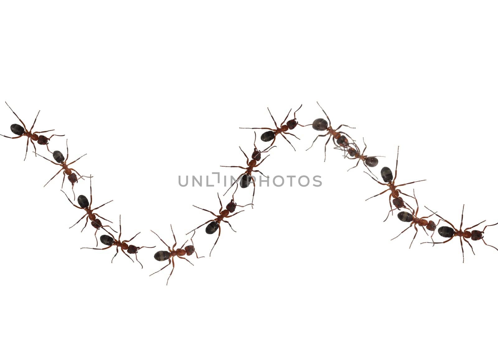 Red forest ant,Formica rufa,is a useful,protected insect that lives in the forest and forms large states. Red wood ant,Formica rufa,is a useful,protected insect that lives in the forest and forms large colonies.