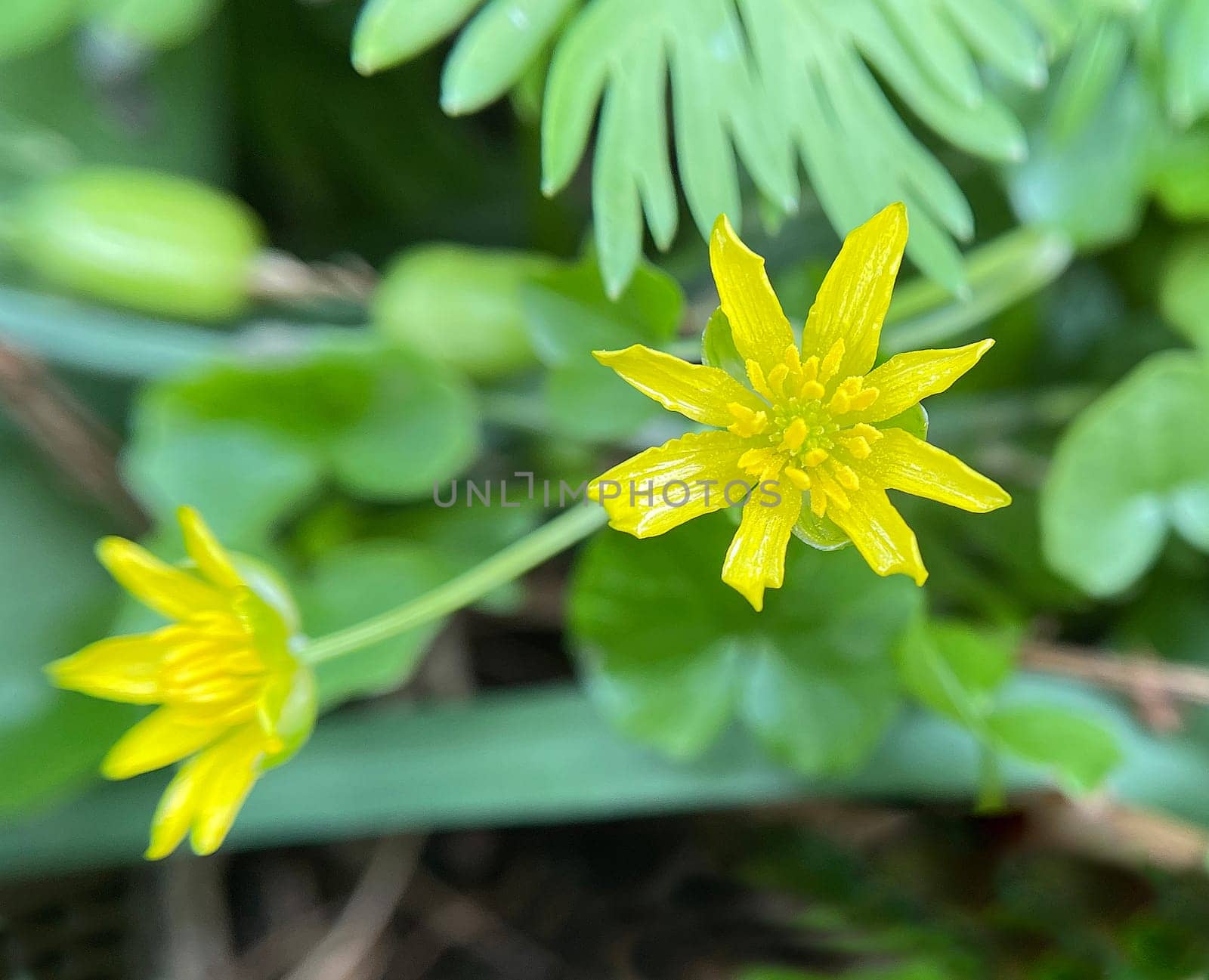 Ranunculus ficaria,is a medicinal plant with yellow flowers. Lesser Celandine,Ranunculus ficaria,is a medicinal plant with yellow flowers.