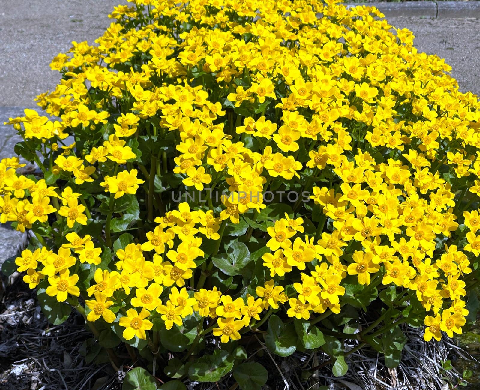 Marsh marigold,Caltha palustris is a medicinal and aquatic plant. Marsh marigold,Caltha palustris is a medicinal and aquatic plant