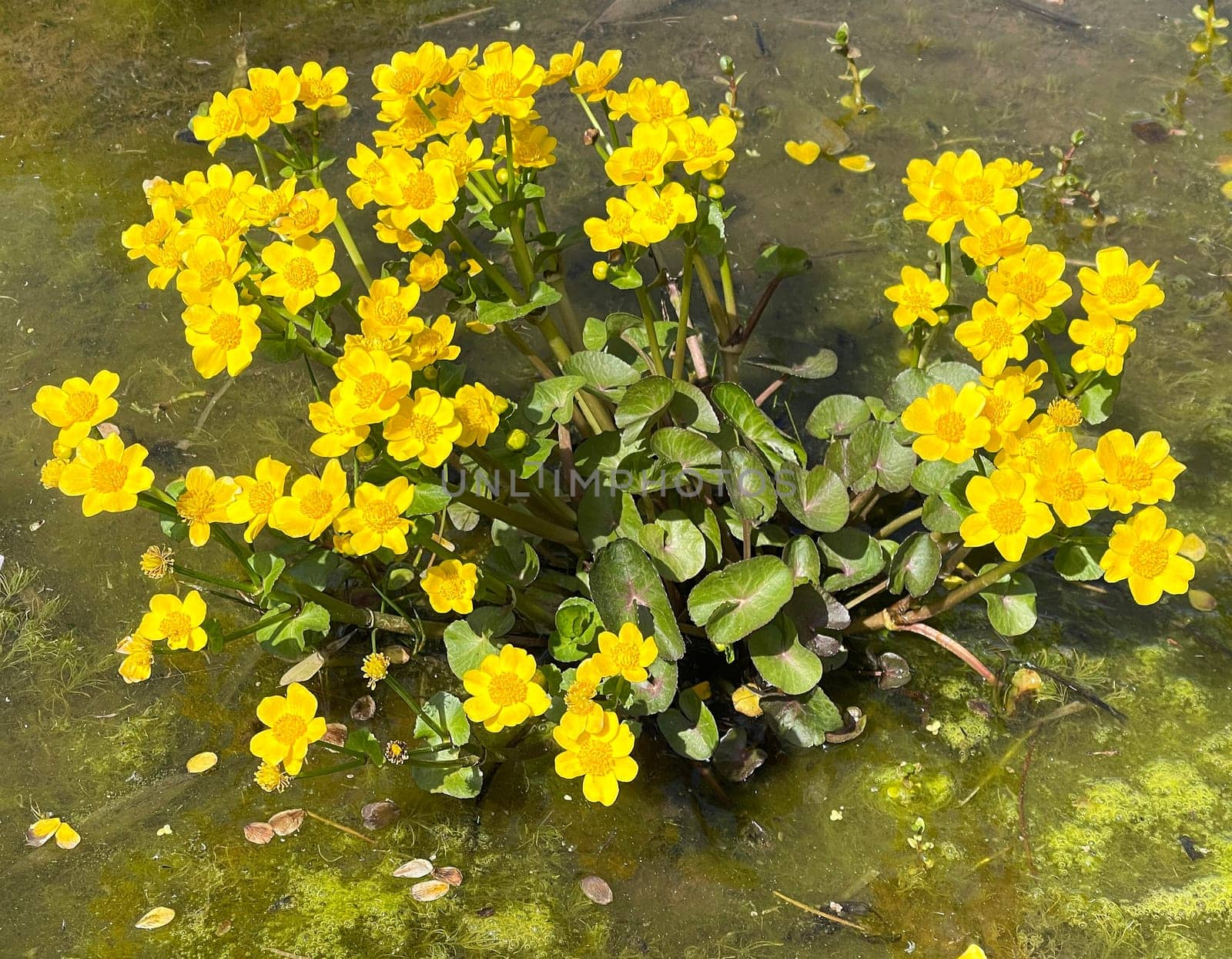 Marsh marigold,Caltha palustris is a medicinal and aquatic plant. Marsh marigold,Caltha palustris is a medicinal and aquatic plant