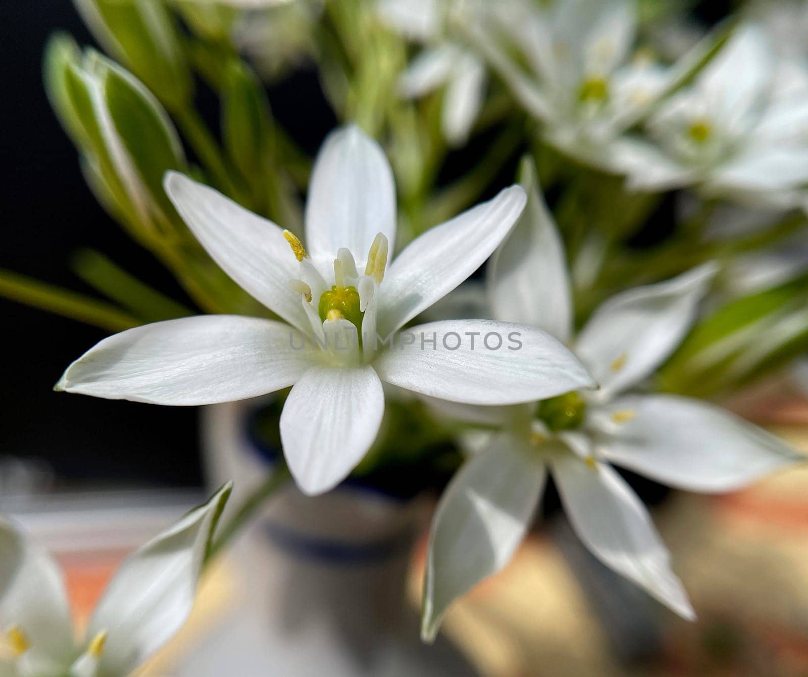 Milky Star,Ornithogalum umbellatum is a beautiful flowering flower and is also called the Star of Bethlehem. Milk Star,Ornithogalum umbellatum is a beautiful blooming flower and is also called the Star of Bethlehem