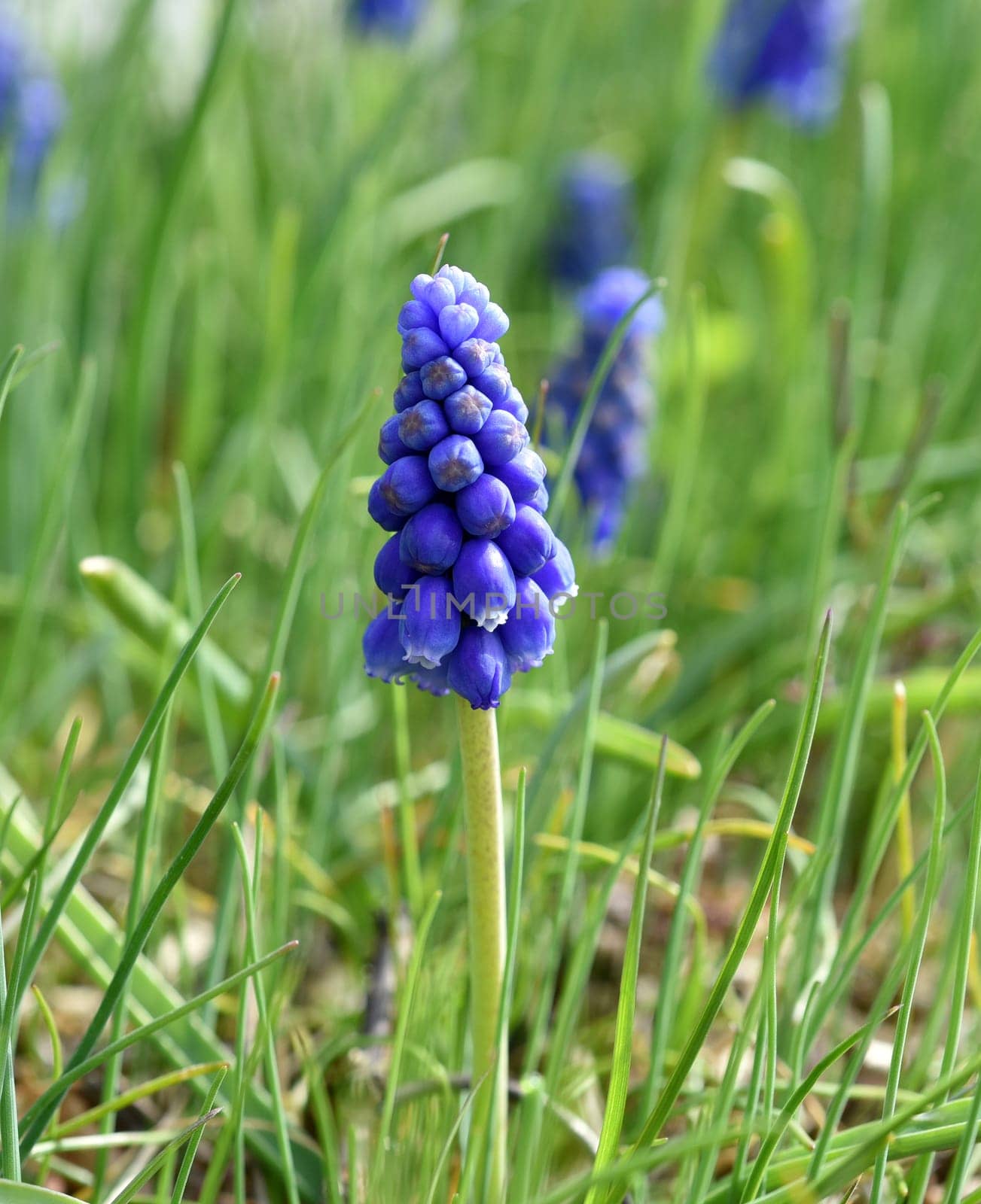 Grape hyacinth,Muscari latifolium,is a wild flowering with blue flowers. Grape hyacinth,Muscari latifolium,is a wild flower with blue flowers.