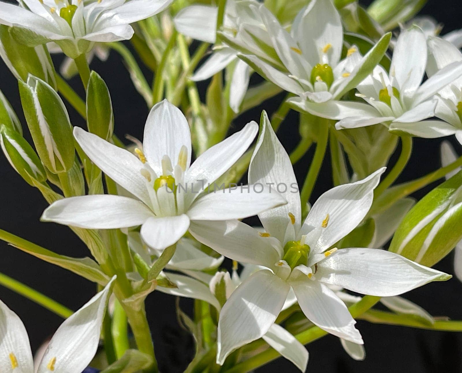Milky Star,Ornithogalum umbellatum is a beautiful flowering flower and is also called the Star of Bethlehem. Milk Star,Ornithogalum umbellatum is a beautiful blooming flower and is also called the Star of Bethlehem