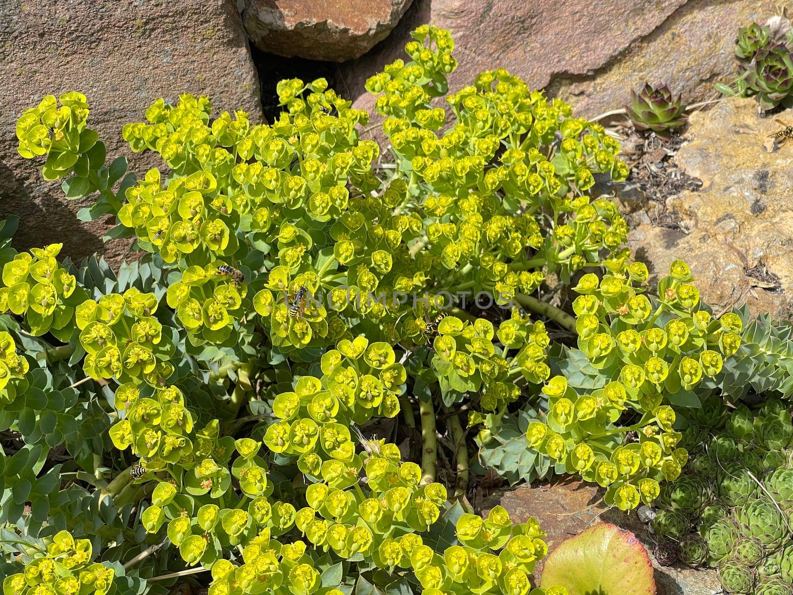 Euphorbia myrsinites is a beautiful plant with green flowers. Roller spurge is a beautiful plant with green flowers.
