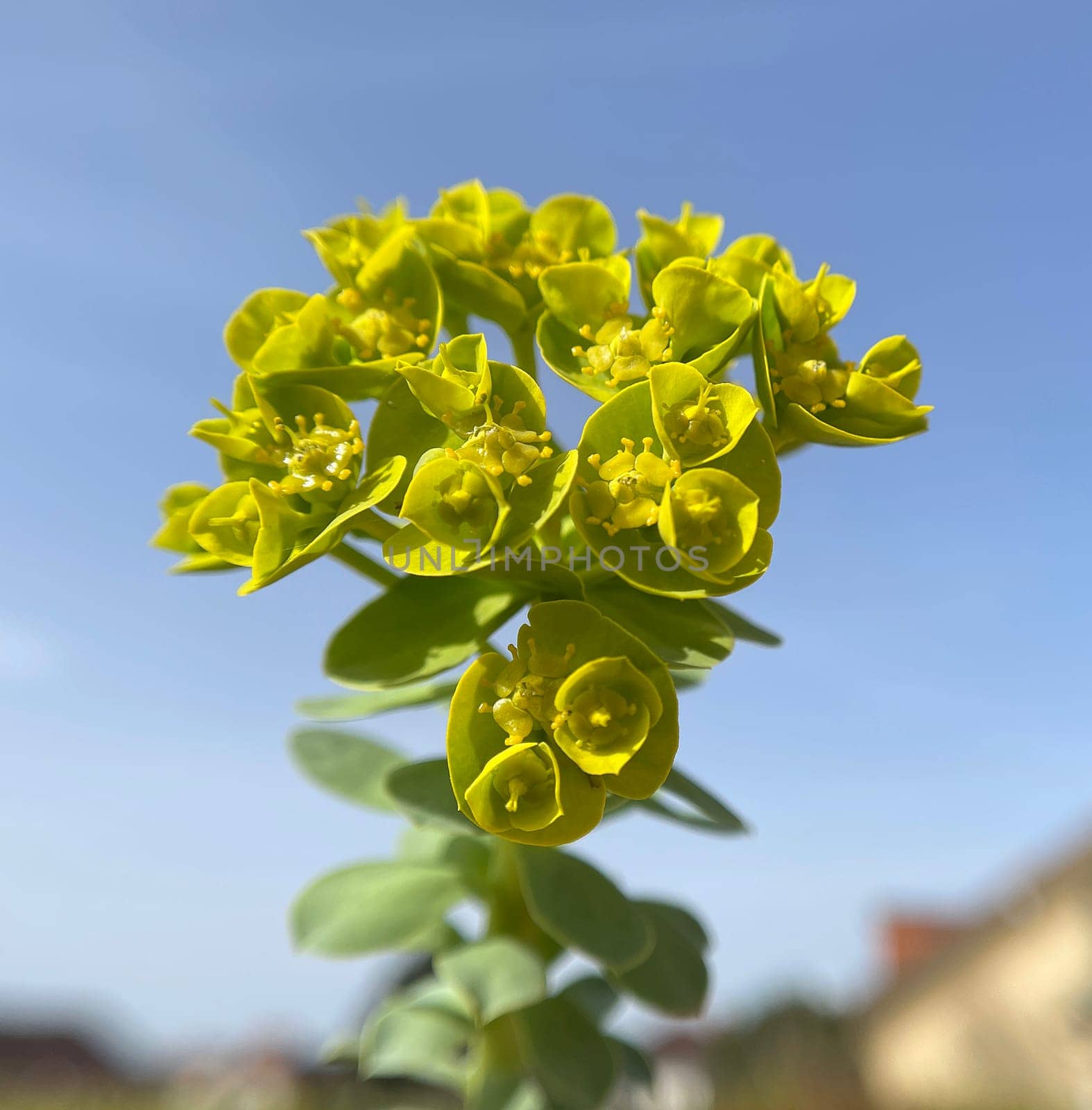 Euphorbia myrsinites is a beautiful plant with green flowers. Roller spurge is a beautiful plant with green flowers.